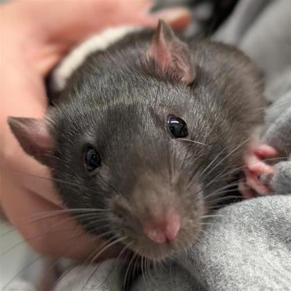Enlarge Rats for adoption!, a ADOPTABLE Rat in Hilliard, OH image 1/5