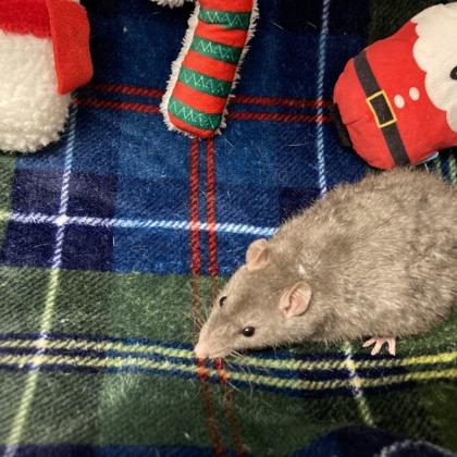 Enlarge Rats for adoption!, a ADOPTABLE Rat in Hilliard, OH image 5/5