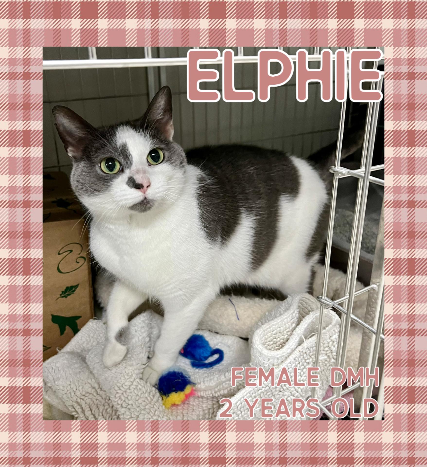 Elphie, Adoptable, Adult Female Domestic Medium Hair.
