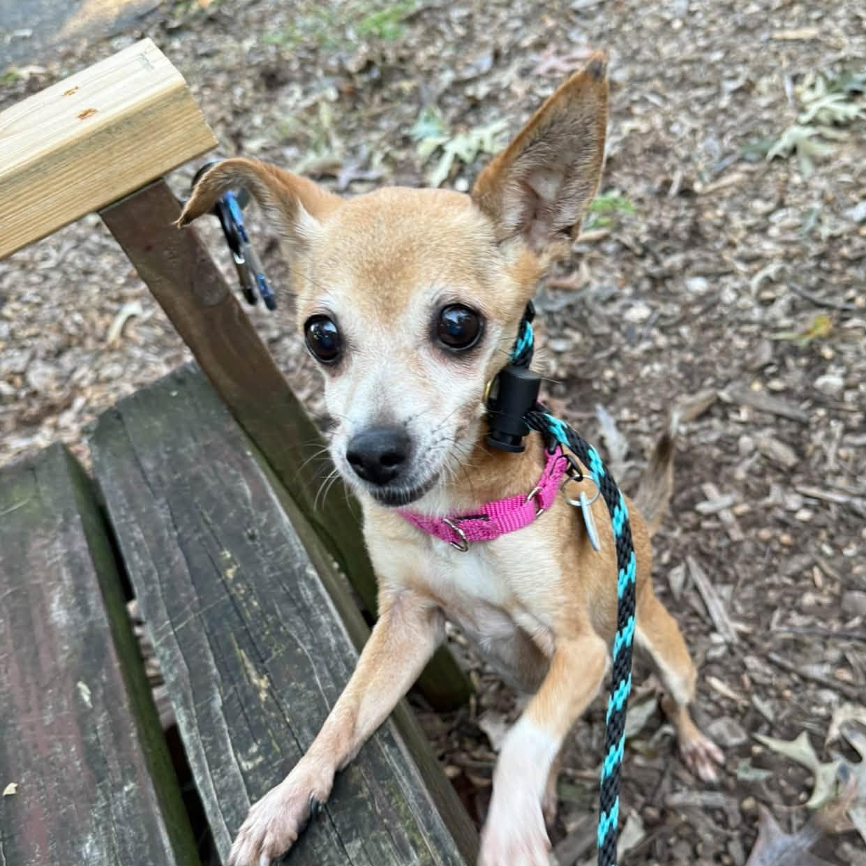 Enlarge Pearl, a Adoptable Chihuahua in Severn, MD image 2/4