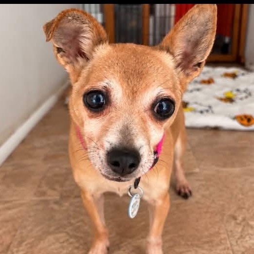Pearl, Adoptable, Senior Female Chihuahua.