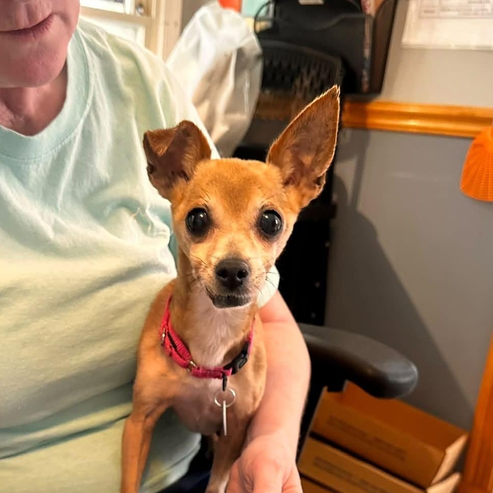 Enlarge Pearl, a Adoptable Chihuahua in Severn, MD image 3/4
