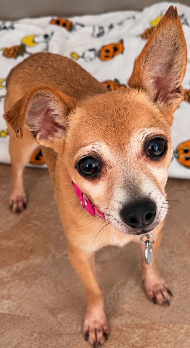 Enlarge Pearl, a Adoptable Chihuahua in Severn, MD image 4/4