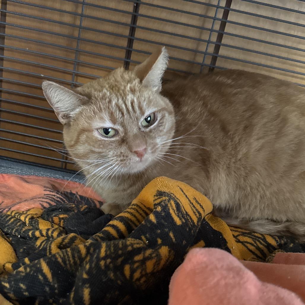 Shelby (In Foster), Adoptable, Adult Female Domestic Short Hair.