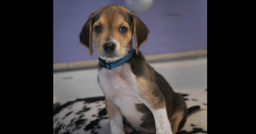 Enlarge AAD New Arrival! Blackstone - 26127, a Adoptable mixed breed in Armonk, NY image 1/2