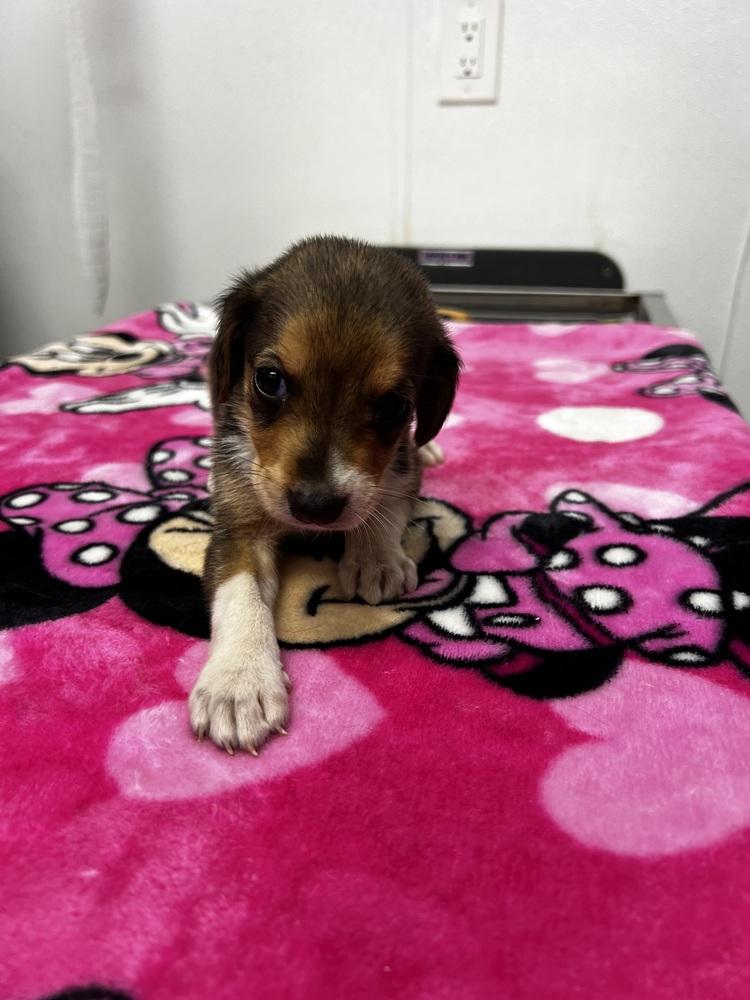 Enlarge AAD New Arrival! Blackstone - 26127, a Adoptable mixed breed in Armonk, NY image 2/2