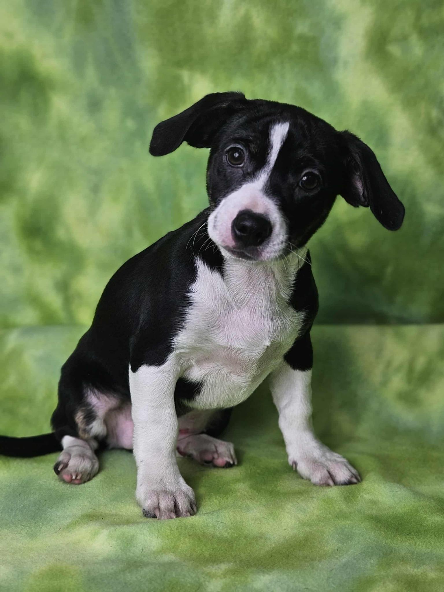 Miss Crabtree, Adoptable, Puppy Female Mixed Breed.