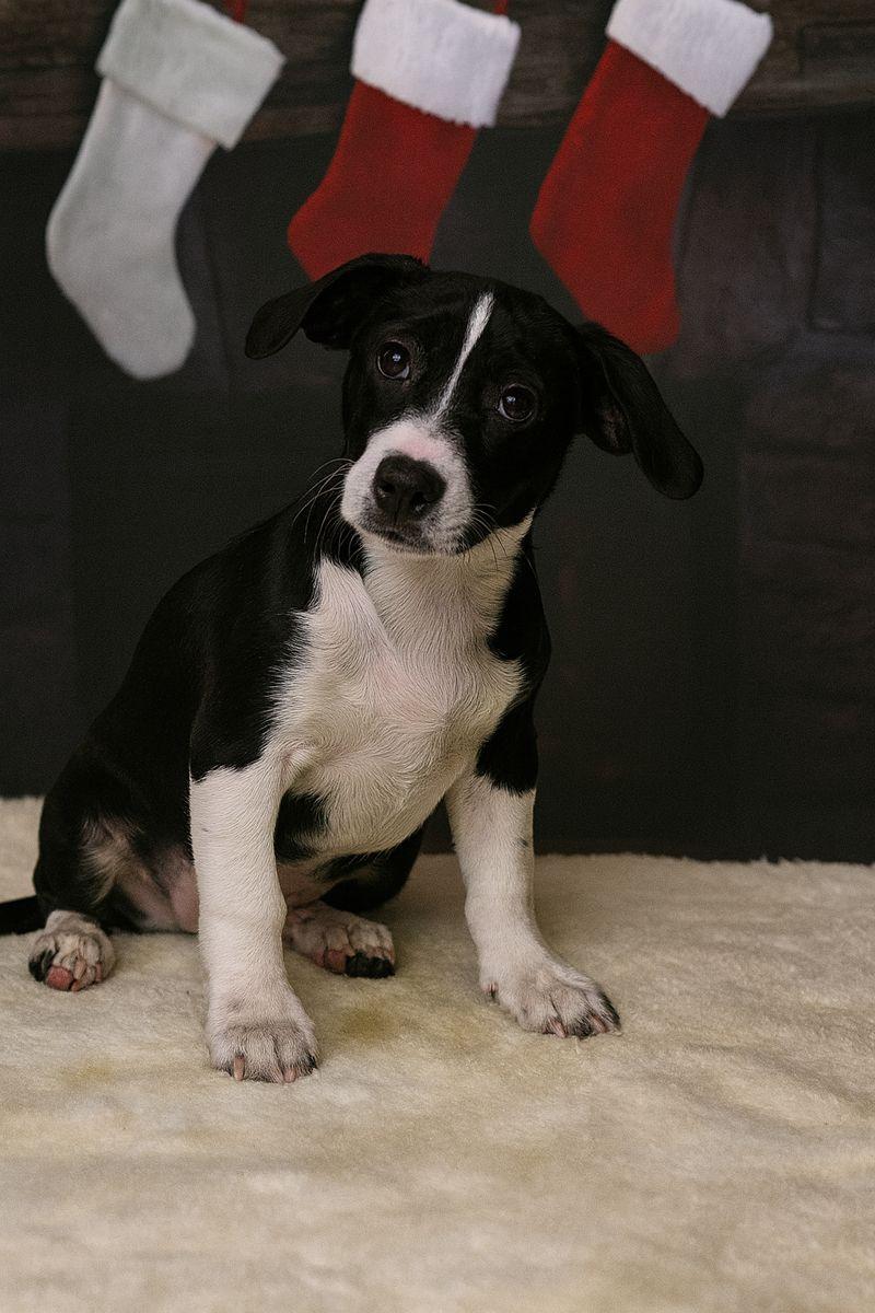 Miss Crabtree, a Adoptable mixed breed in East Sparta, OH image 2/2