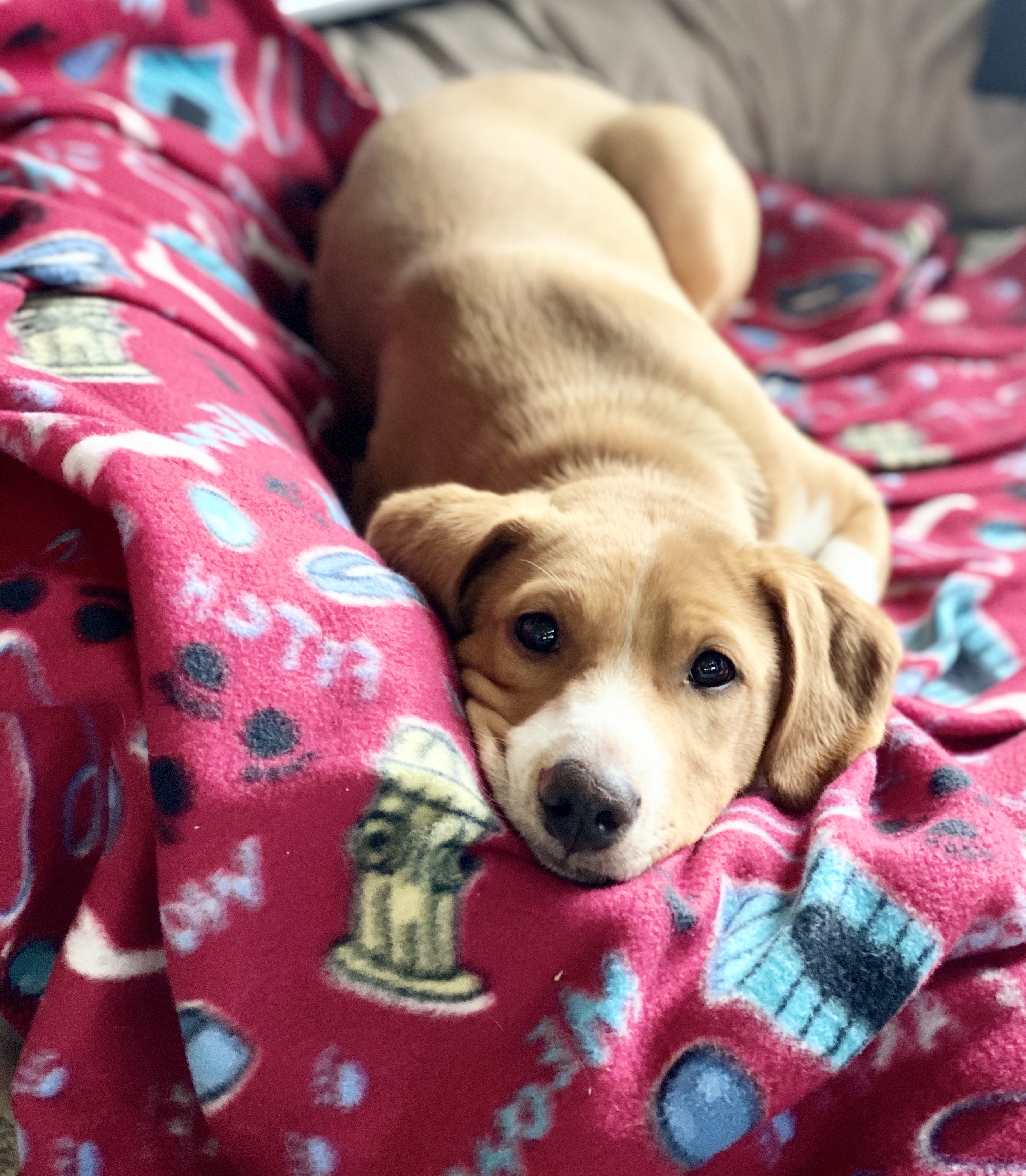 Charlie **Special Needs**, Adoptable, Puppy Male Labrador Retriever & Beagle.
