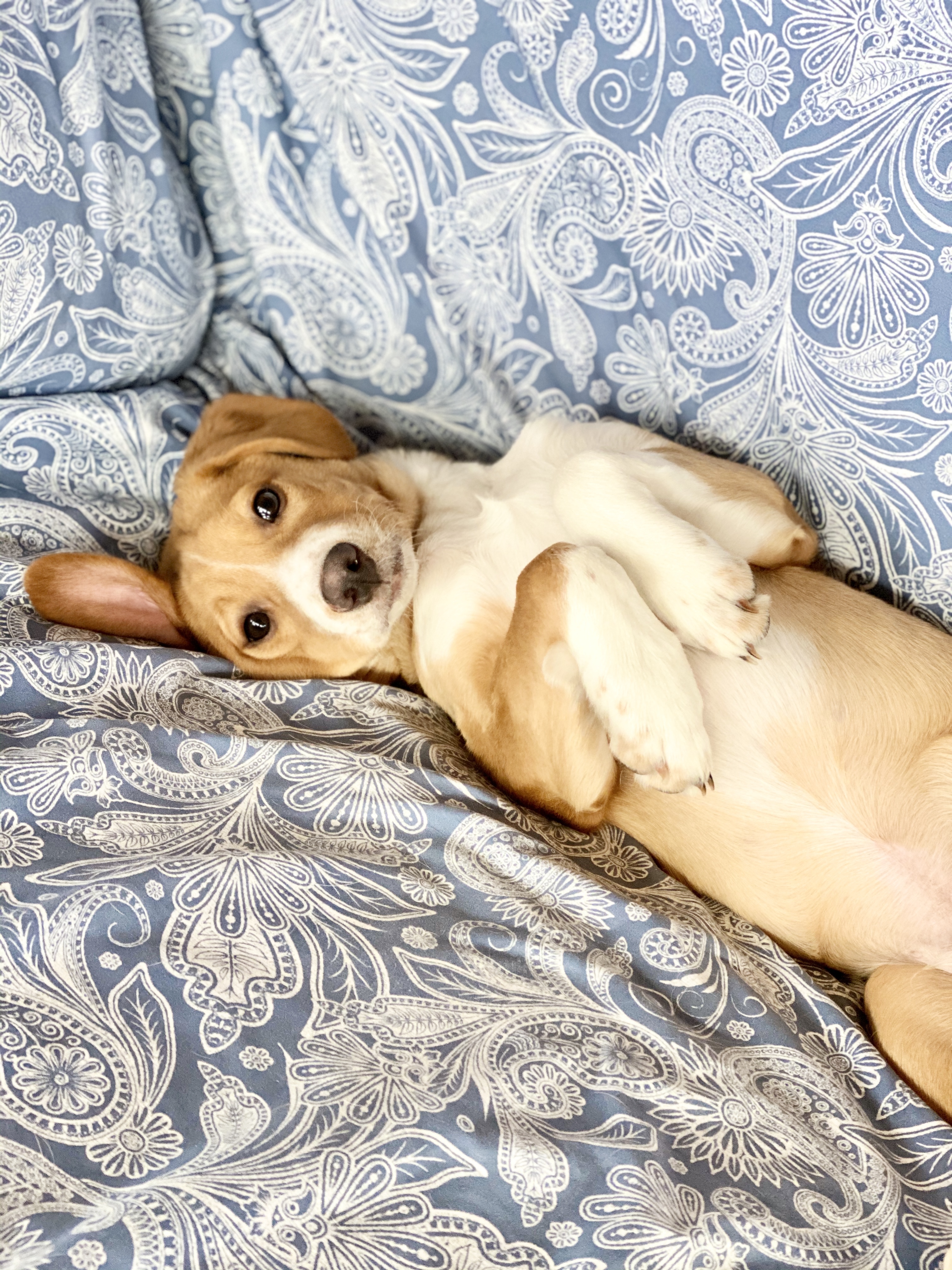 Enlarge Charlie **Special Needs**, a Adoptable mixed breed in Albany, NY image 2/12