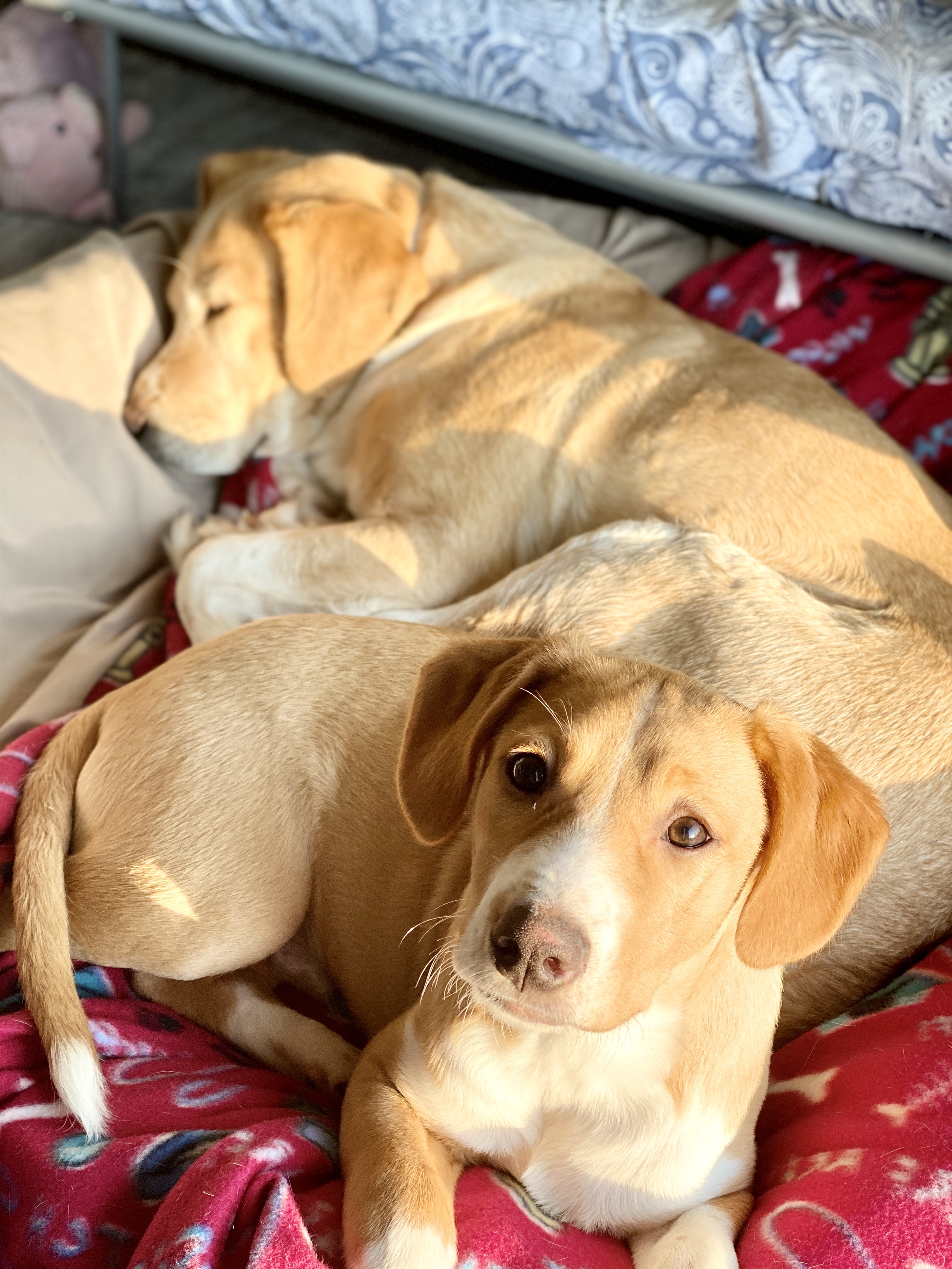 Enlarge Charlie **Special Needs**, a Adoptable mixed breed in Albany, NY image 3/12