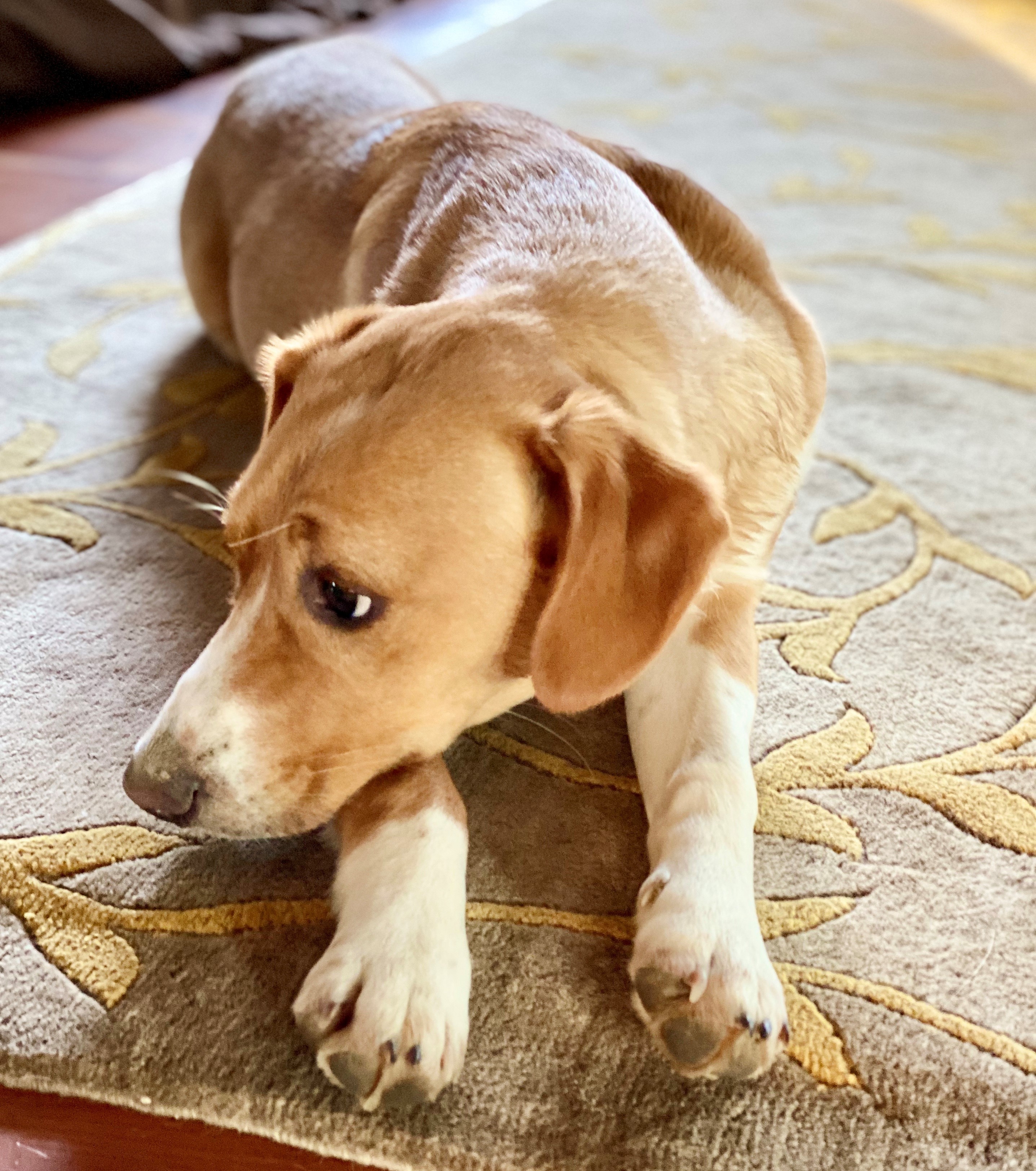 Enlarge Charlie **Special Needs**, a Adoptable mixed breed in Albany, NY image 4/12