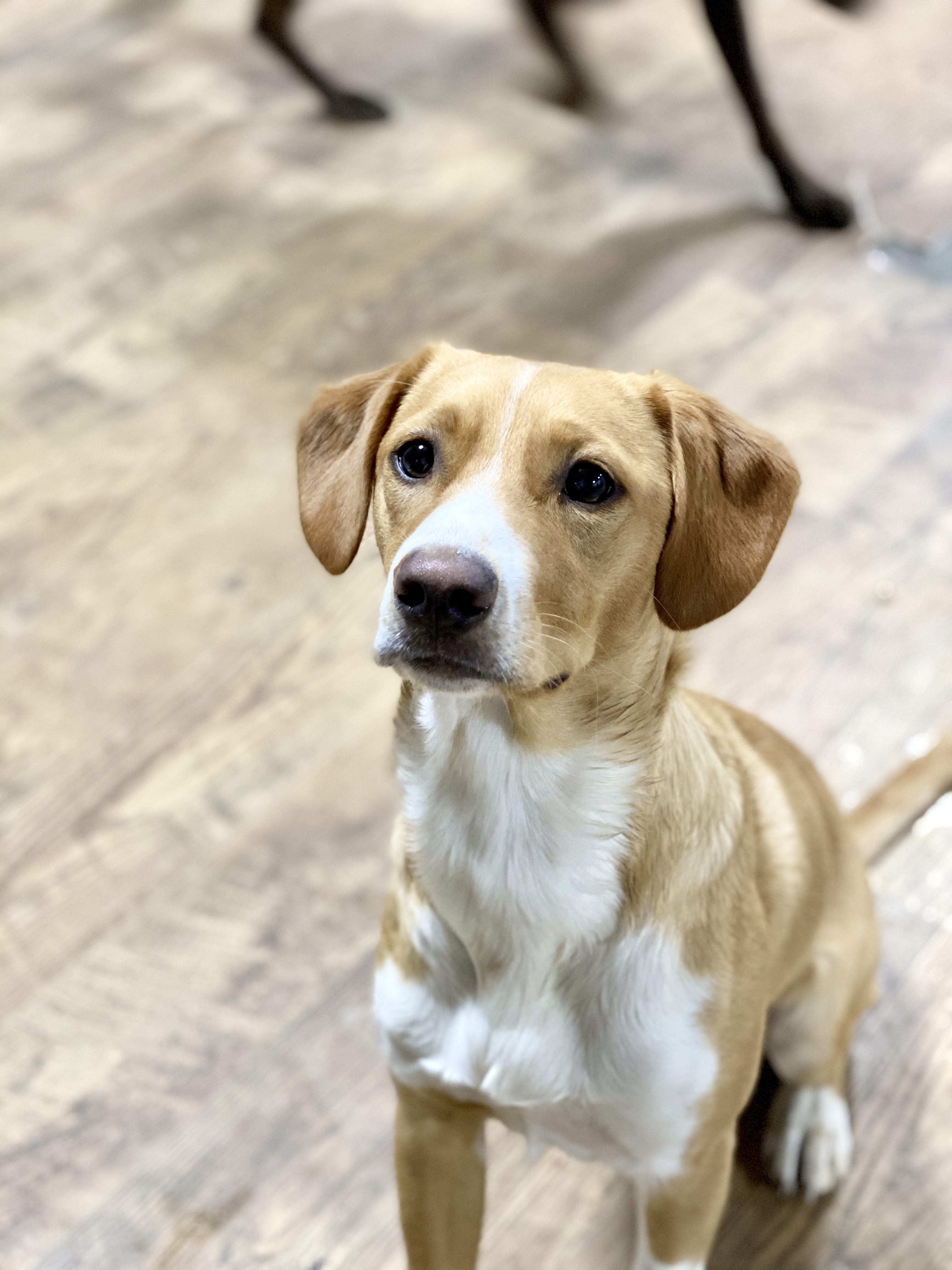 Enlarge Charlie **Special Needs**, a Adoptable mixed breed in Albany, NY image 6/12