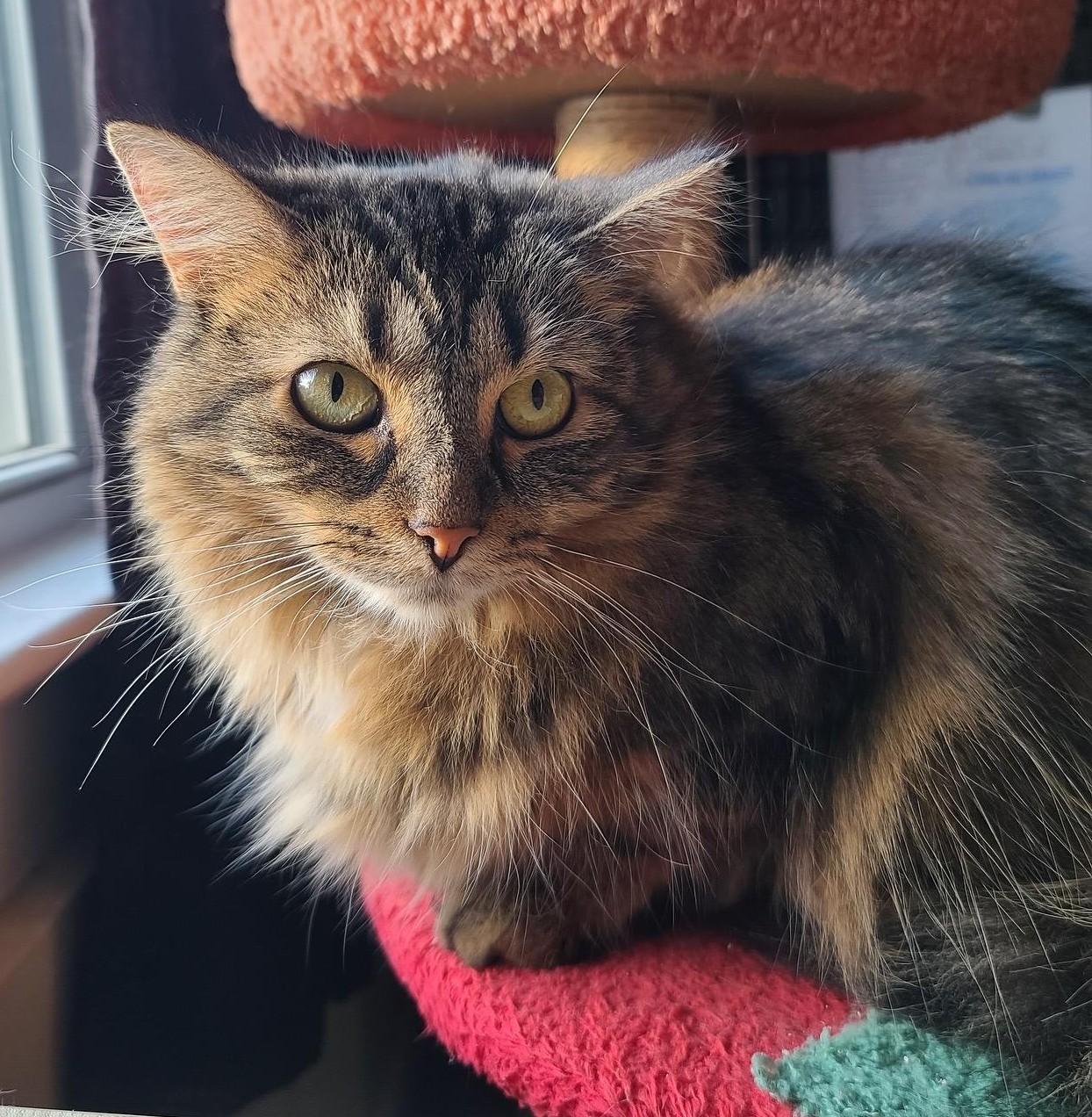 Paisley, Adoptable, Adult Female Domestic Long Hair.