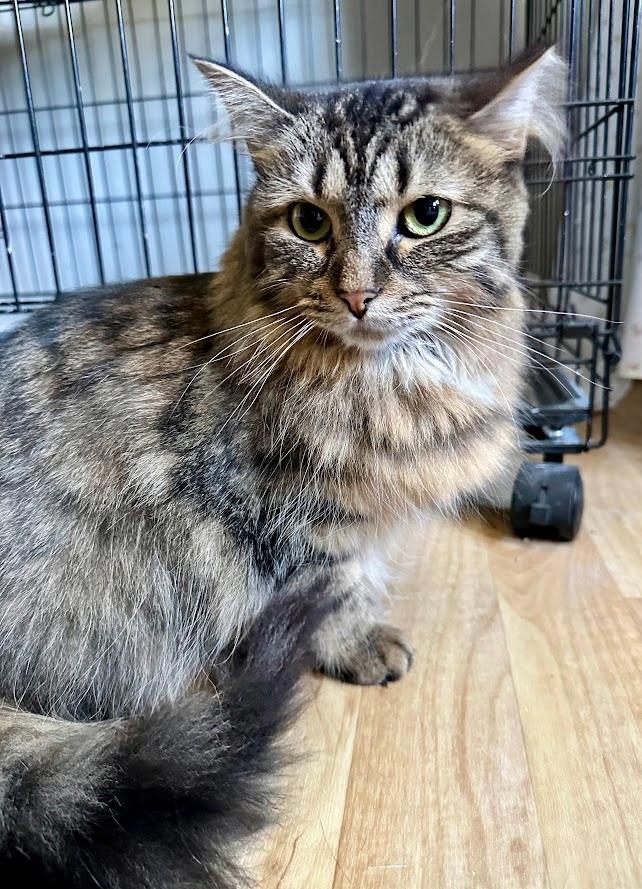 Enlarge Paisley, a Adoptable Domestic Long Hair in Indianapolis, IN image 2/6