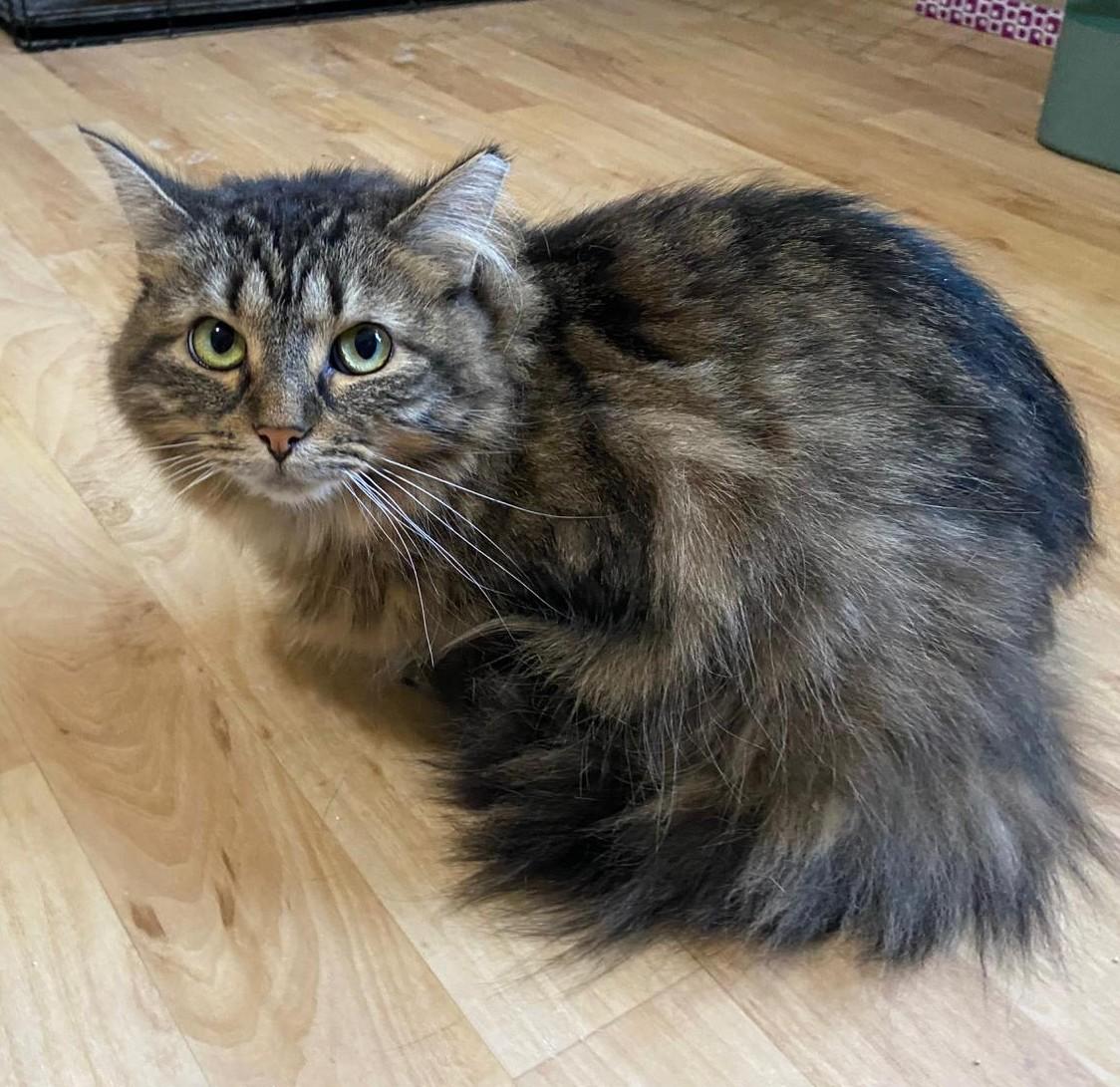 Enlarge Paisley, a Adoptable Domestic Long Hair in Indianapolis, IN image 3/6