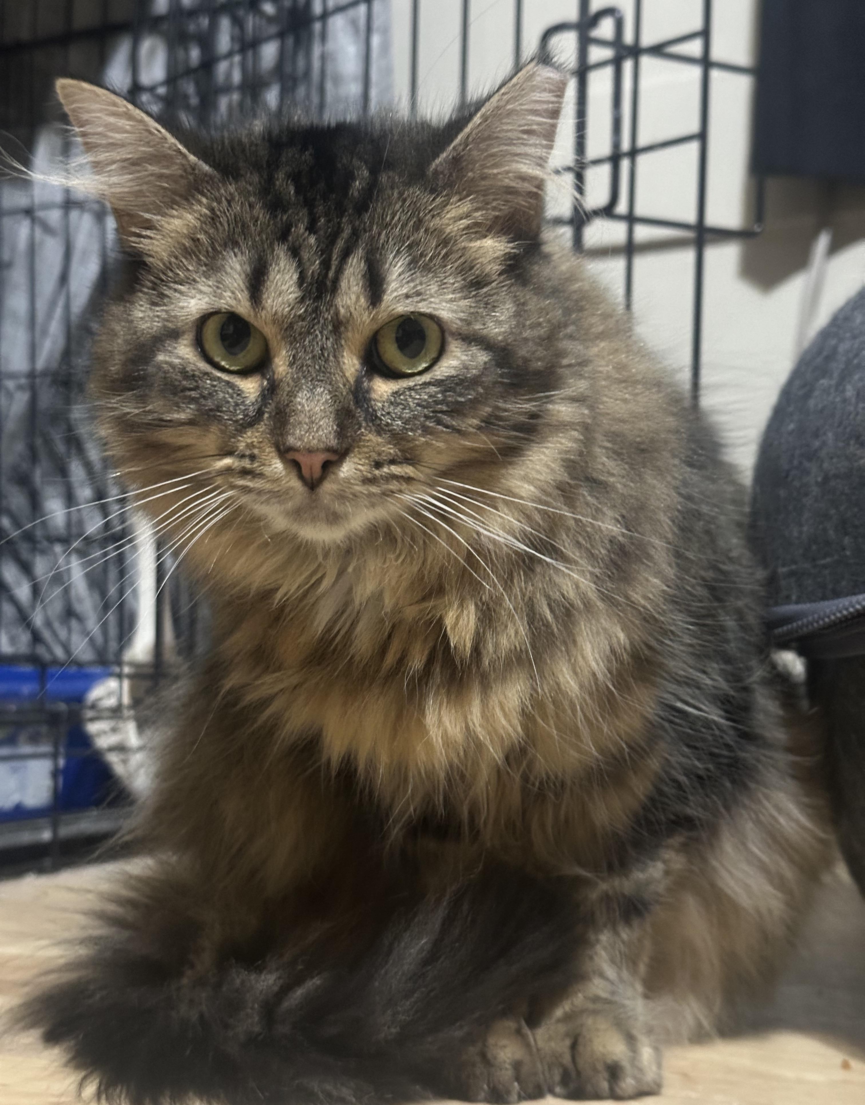 Enlarge Paisley, a Adoptable Domestic Long Hair in Indianapolis, IN image 4/6