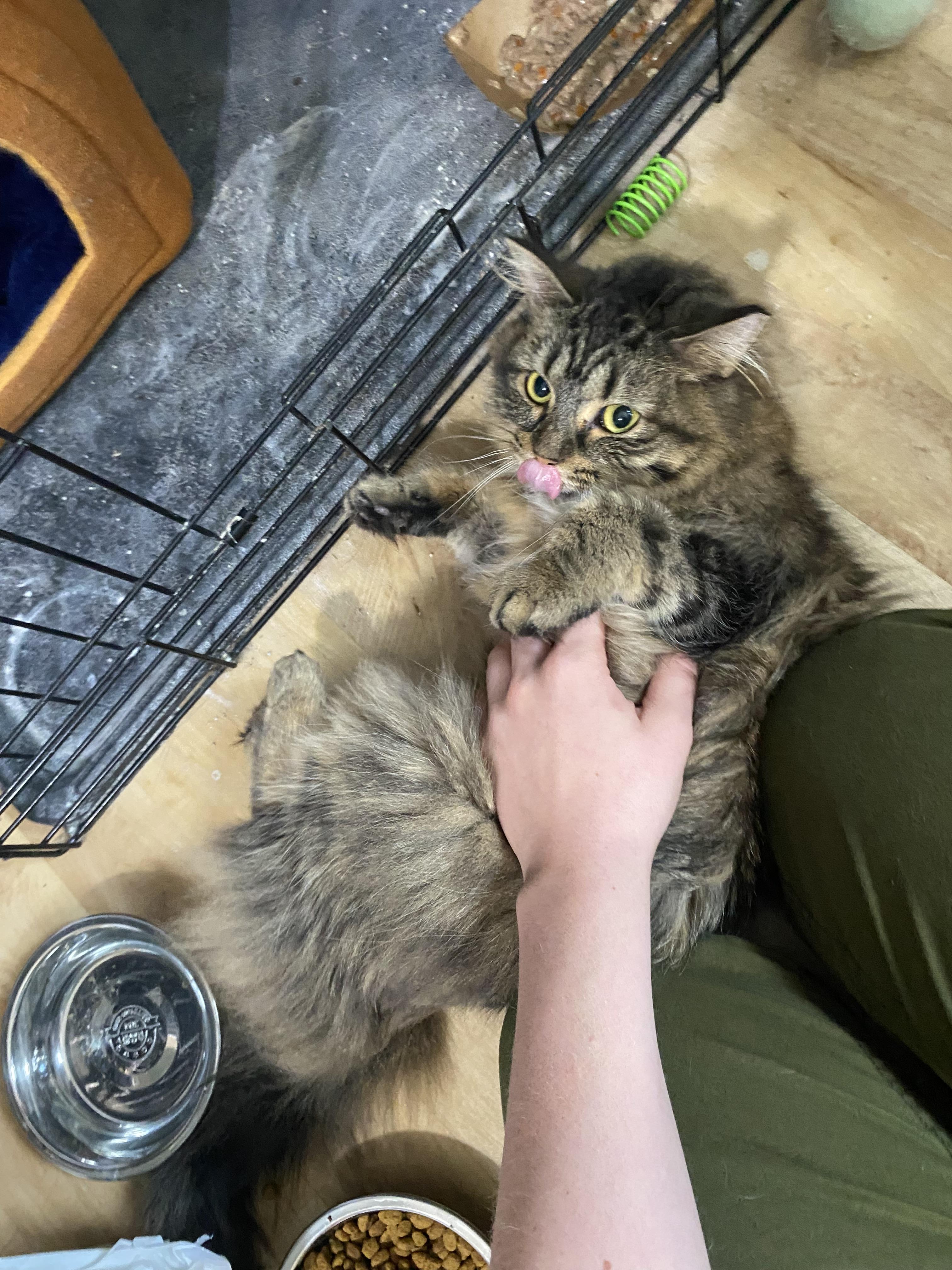 Enlarge Paisley, a Adoptable Domestic Long Hair in Indianapolis, IN image 6/6