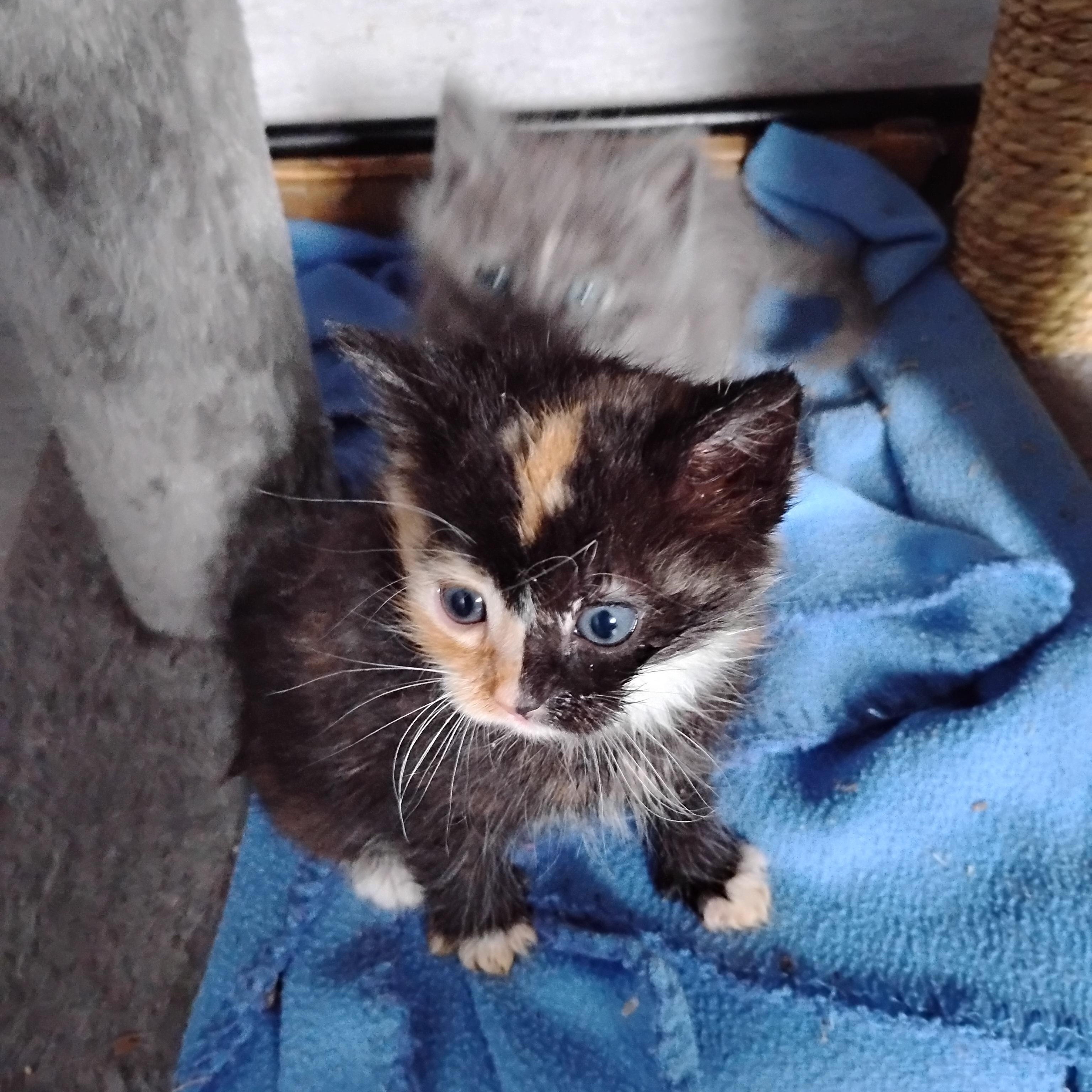 BABY, a ADOPTABLE mixed breed in Surrey, BC image 1/3