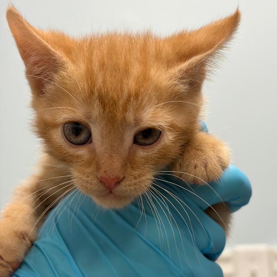 Peanut, Adoptable, Kitten Male Domestic Short Hair.