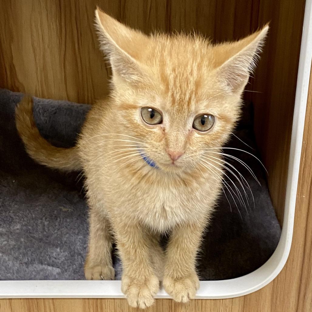 Peanut, a Adoptable Domestic Short Hair in Greensboro, GA image 2/4