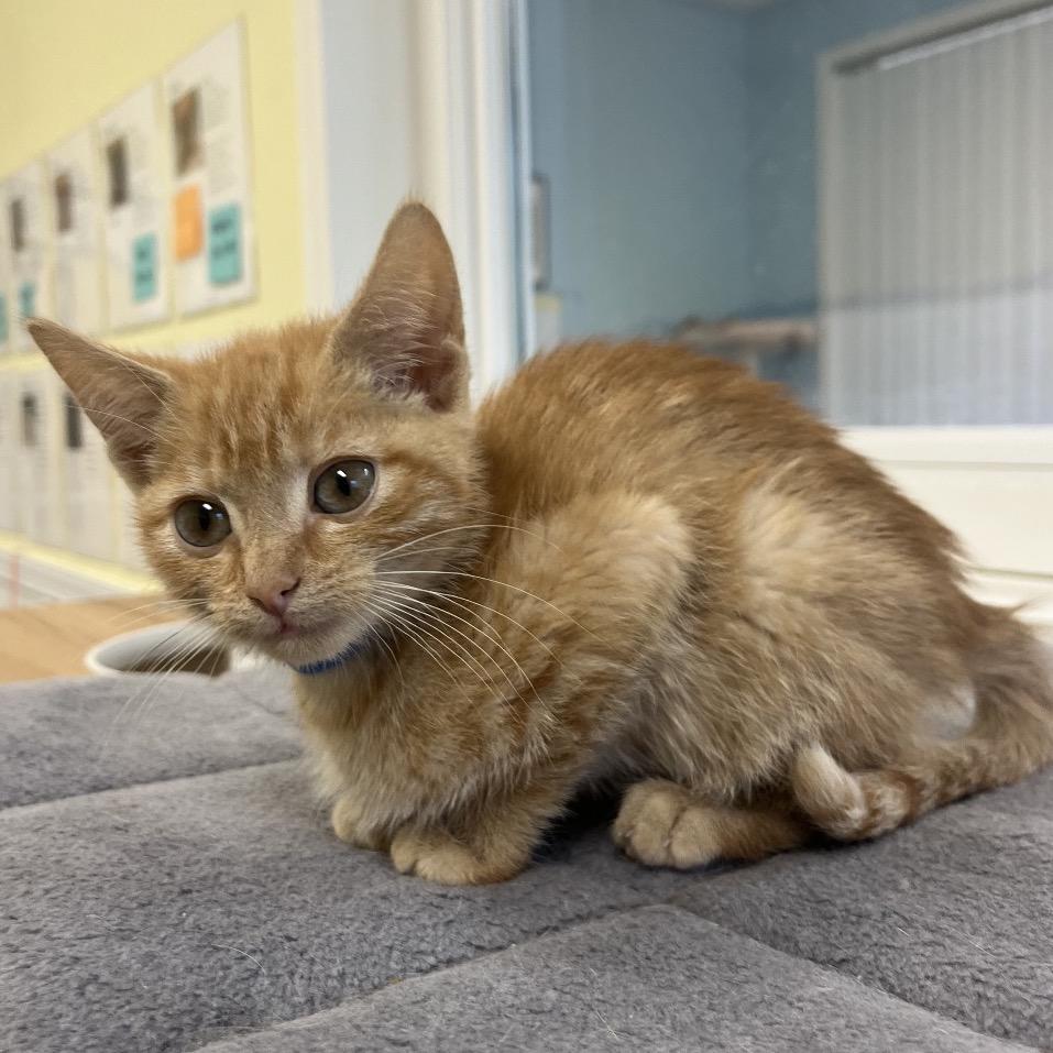 Peanut, a Adoptable Domestic Short Hair in Greensboro, GA image 3/4