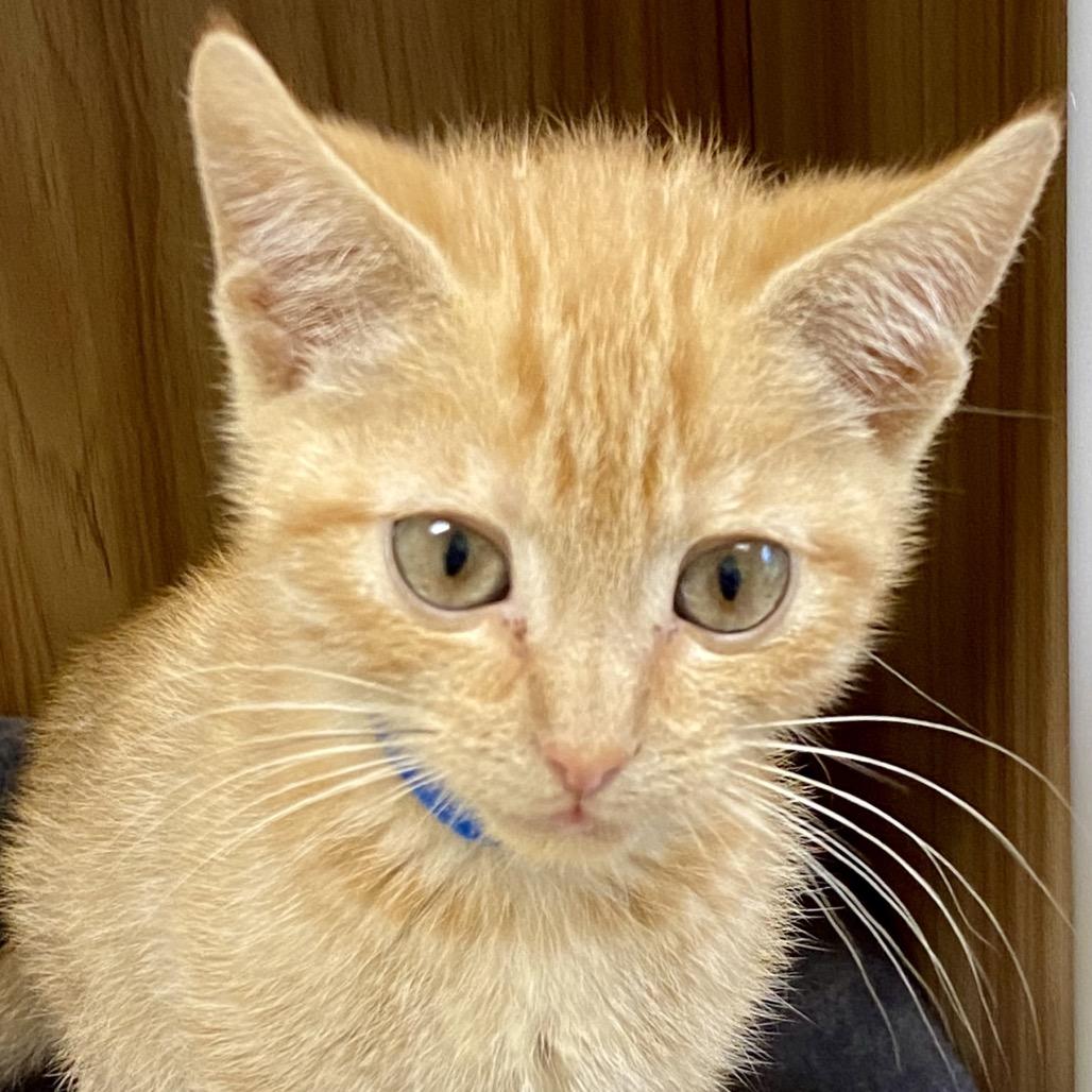 Peanut, a Adoptable Domestic Short Hair in Greensboro, GA image 4/4