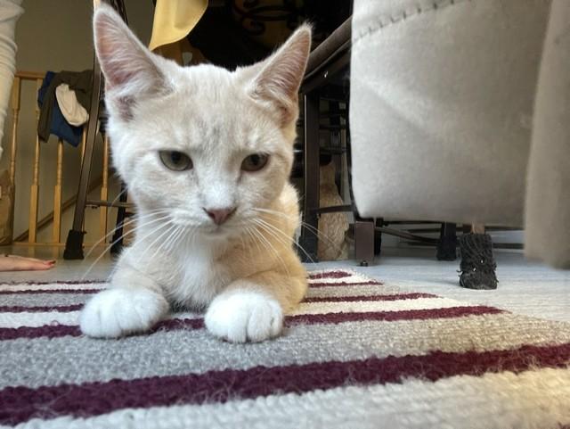 Enlarge Bruno, a Adoptable Domestic Short Hair in Fredericton, NB image 3/3
