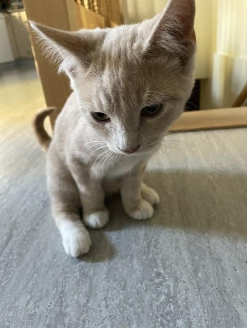 Enlarge Bruno, a Adoptable Domestic Short Hair in Fredericton, NB image 2/3