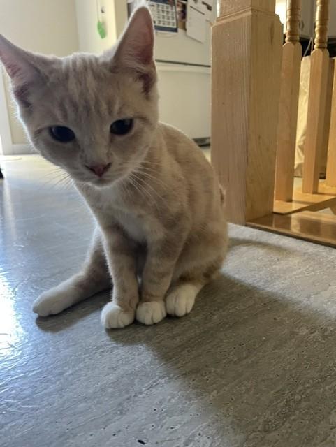 Bruno, Adoptable, Young Male Domestic Short Hair.