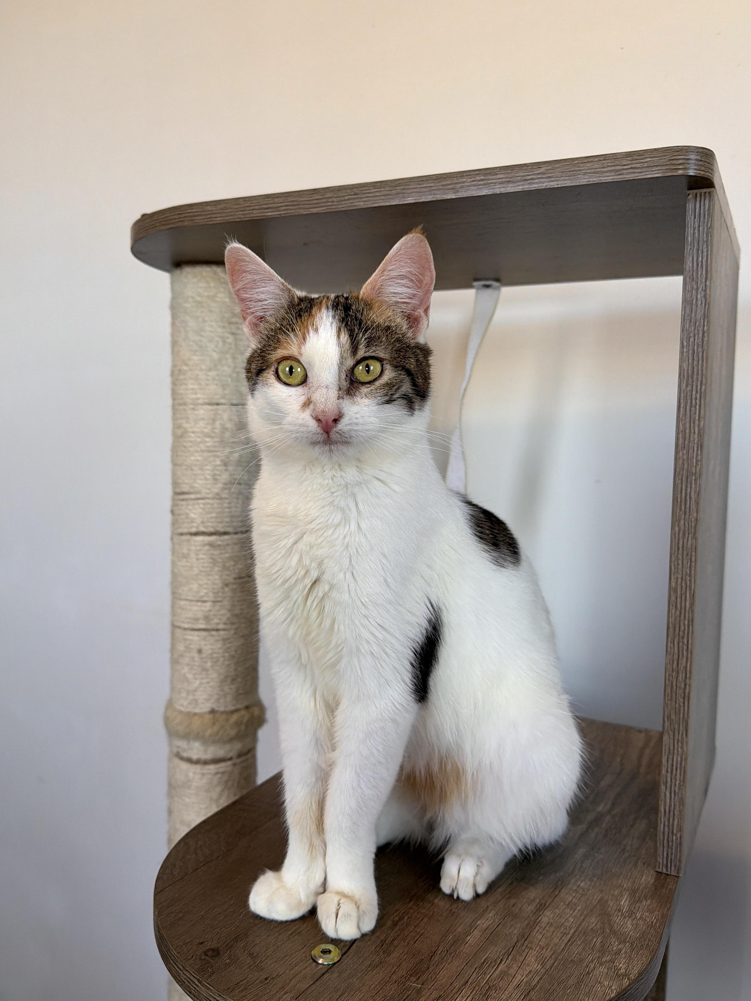 NORA, ADOPTABLE, Young Female Calico.