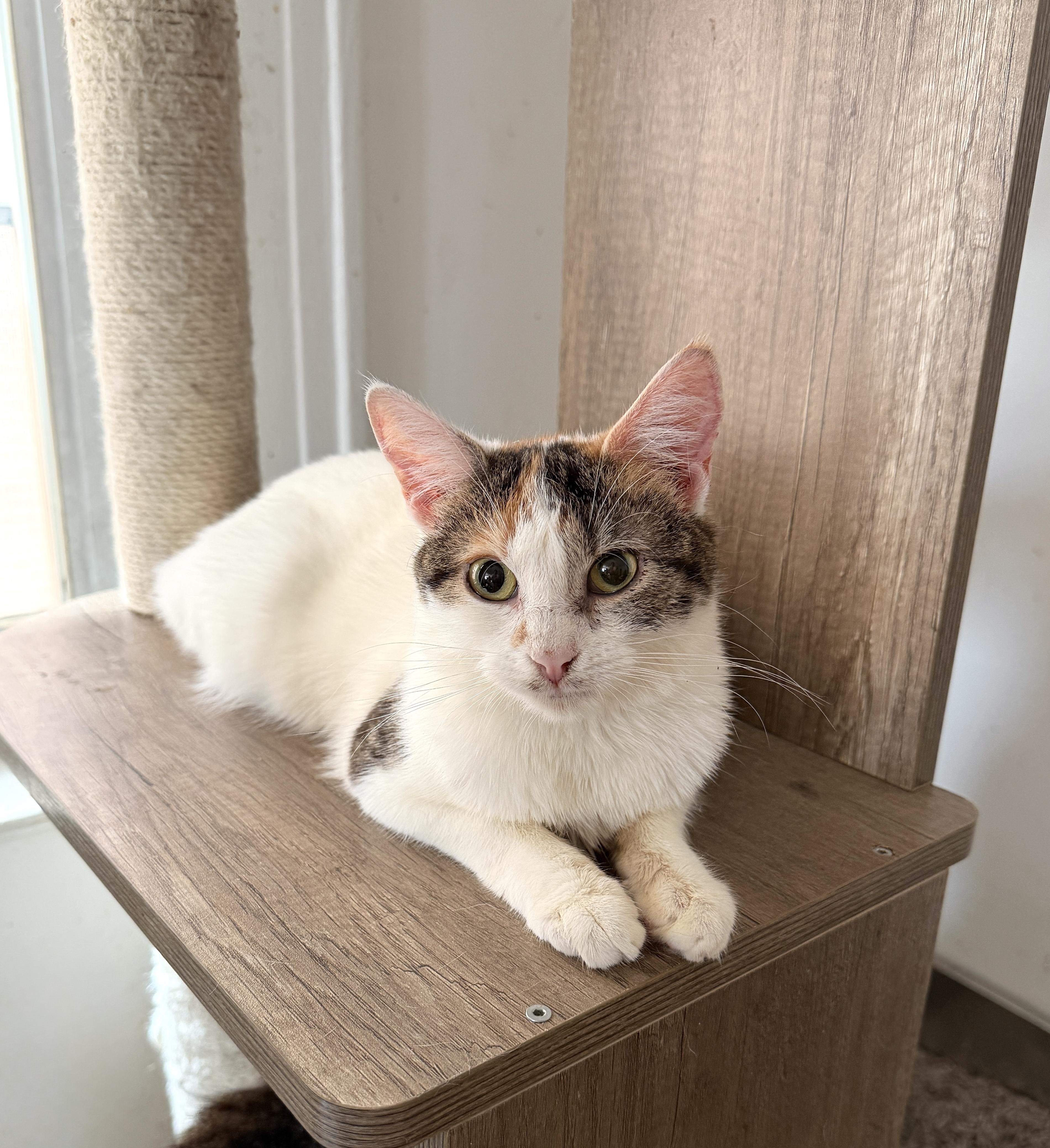 NORA, a ADOPTABLE Calico in New York, NY image 2/2