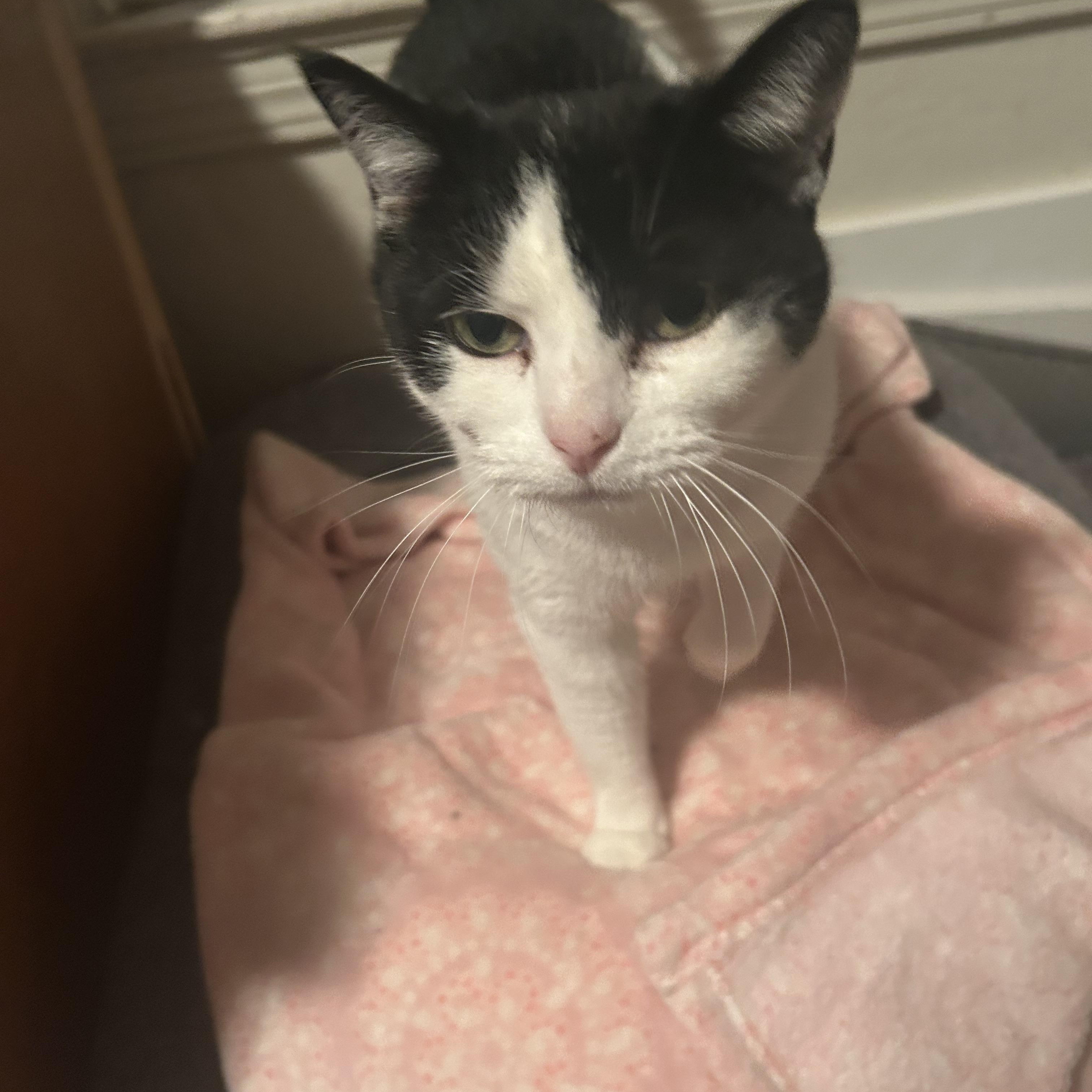 Waffles, ADOPTABLE, Adult Female Domestic Short Hair.