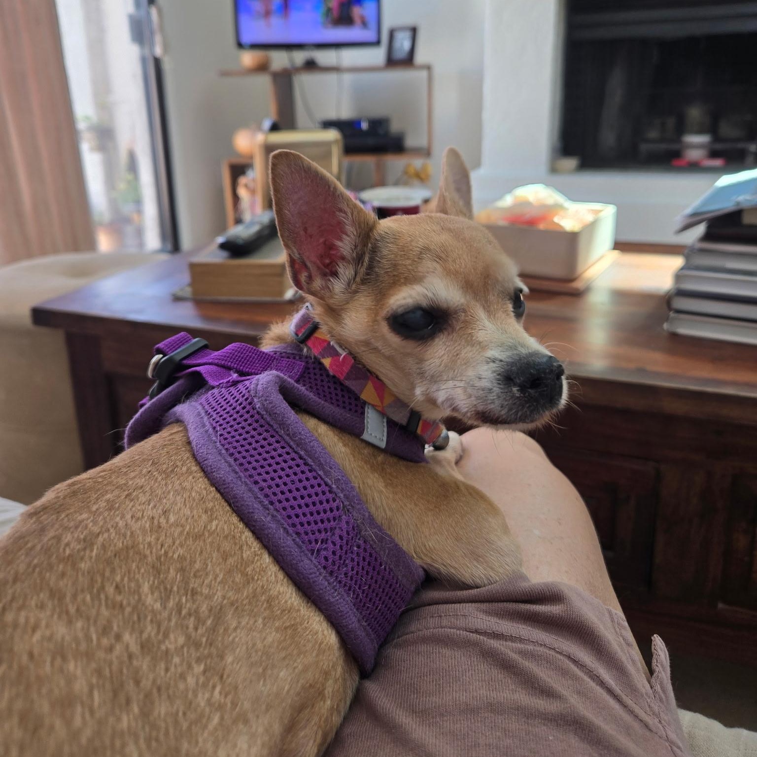 Baby, a Adoptable Chihuahua in Phoenix, AZ image 5/5