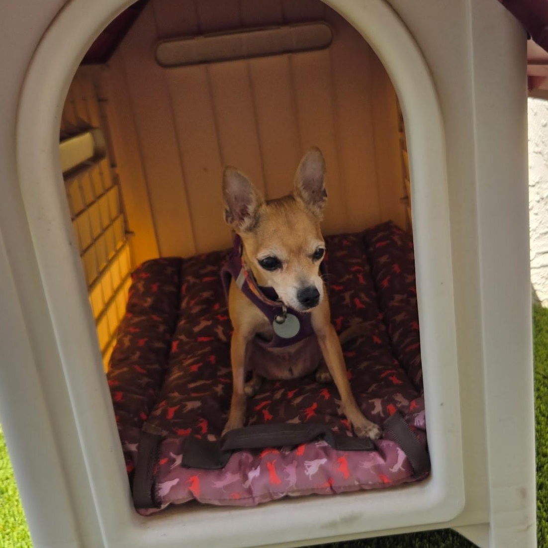 Baby, a Adoptable Chihuahua in Phoenix, AZ image 3/5