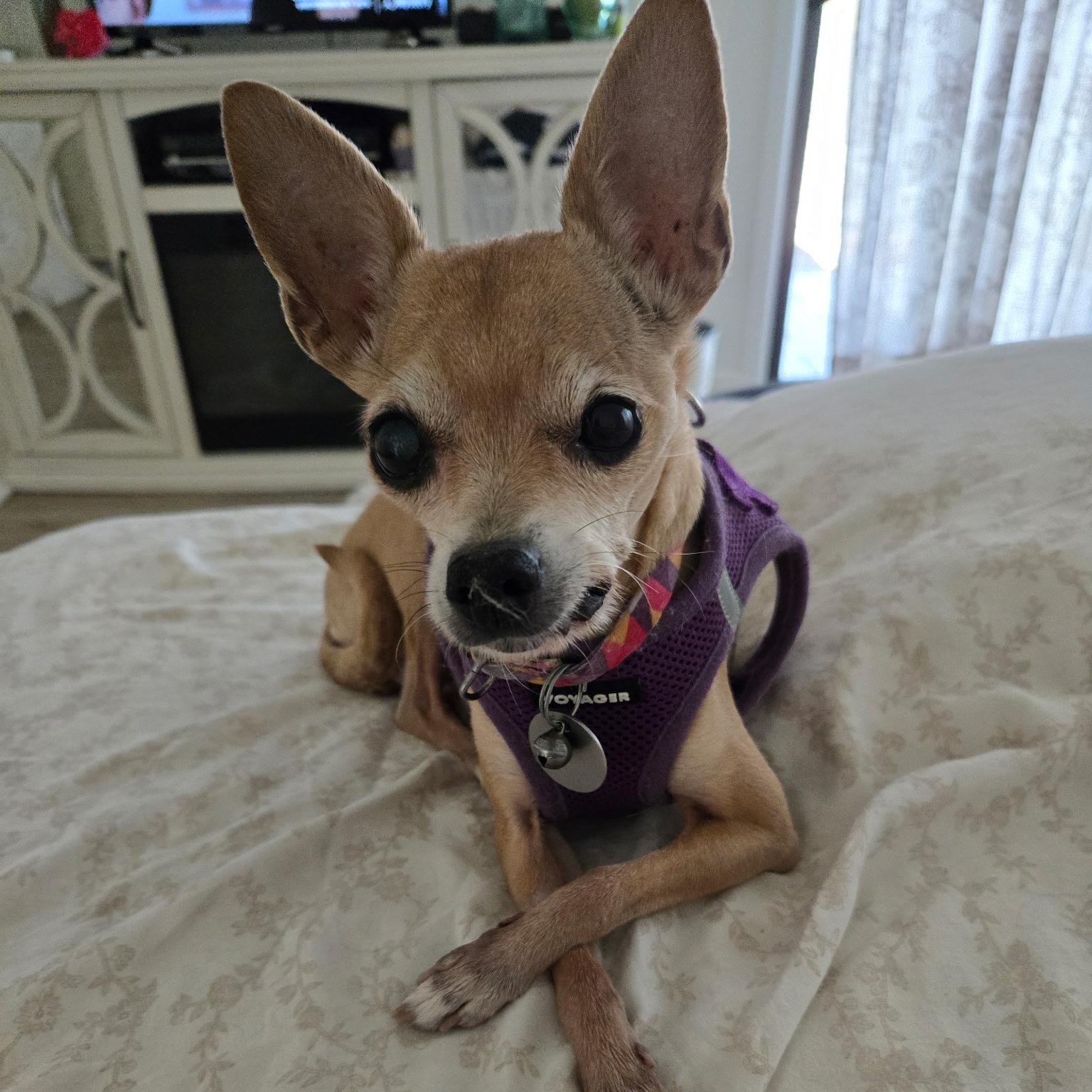 Baby, Adoptable, Senior Female Chihuahua.
