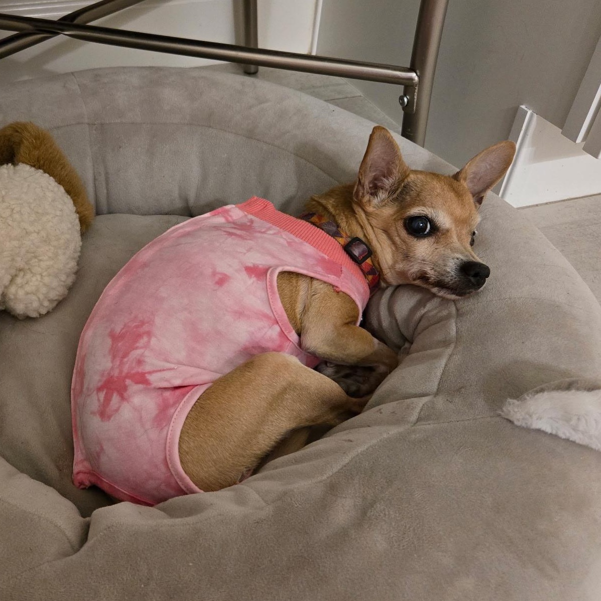 Baby, a Adoptable Chihuahua in Phoenix, AZ image 4/5