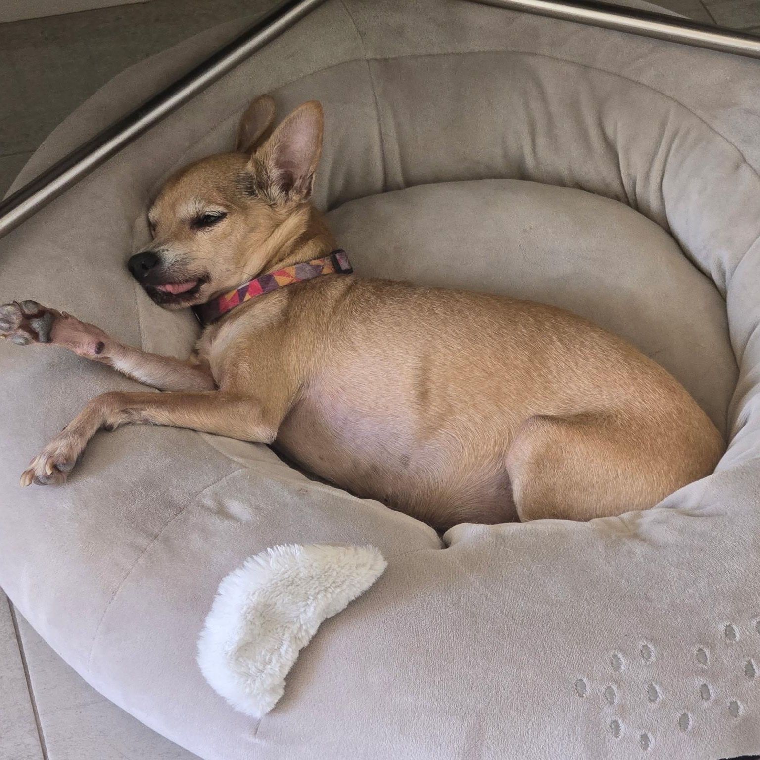Baby, a Adoptable Chihuahua in Phoenix, AZ image 2/5