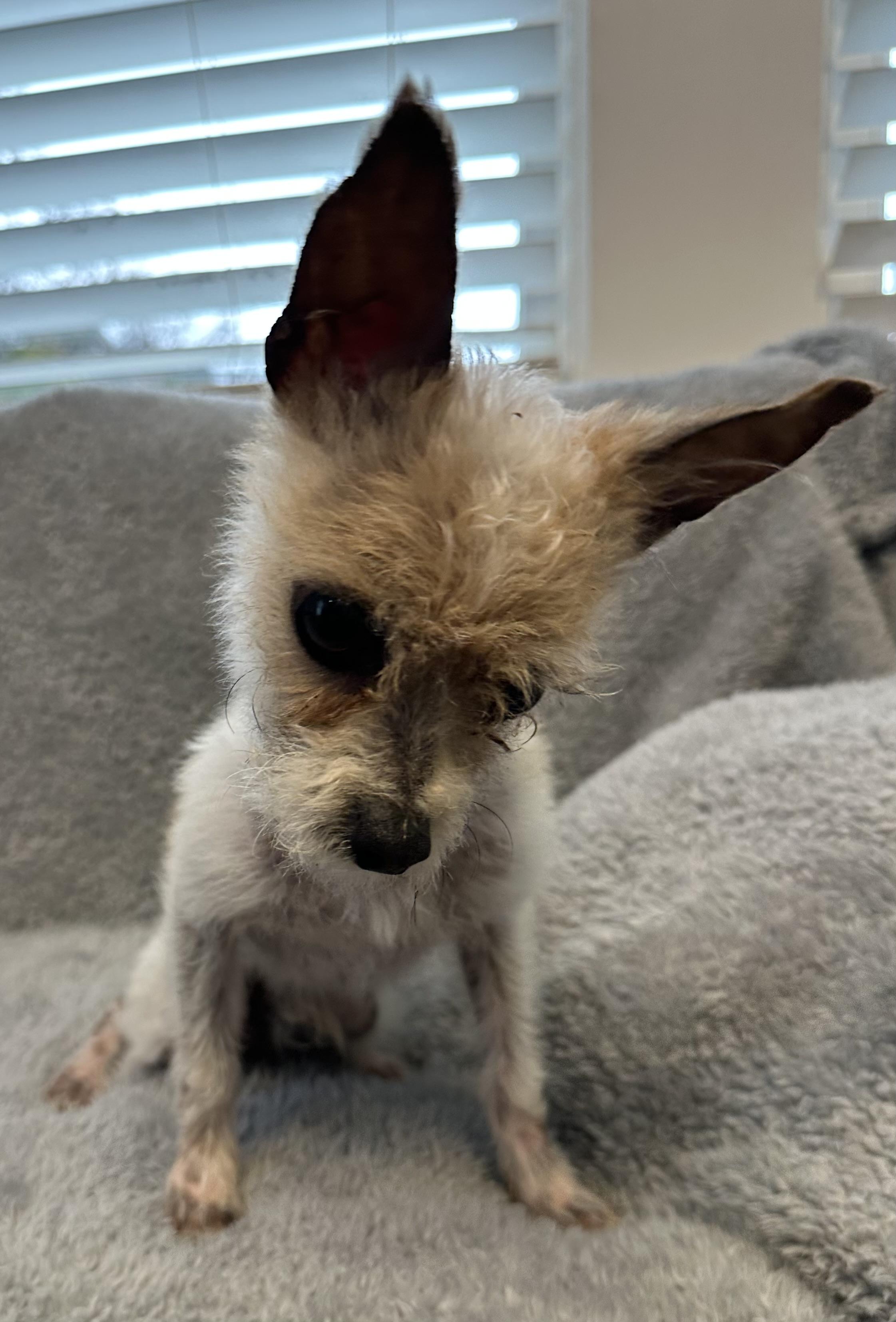 Enlarge Little Dude, a ADOPTABLE mixed breed in Lawrenceville, GA image 3/6