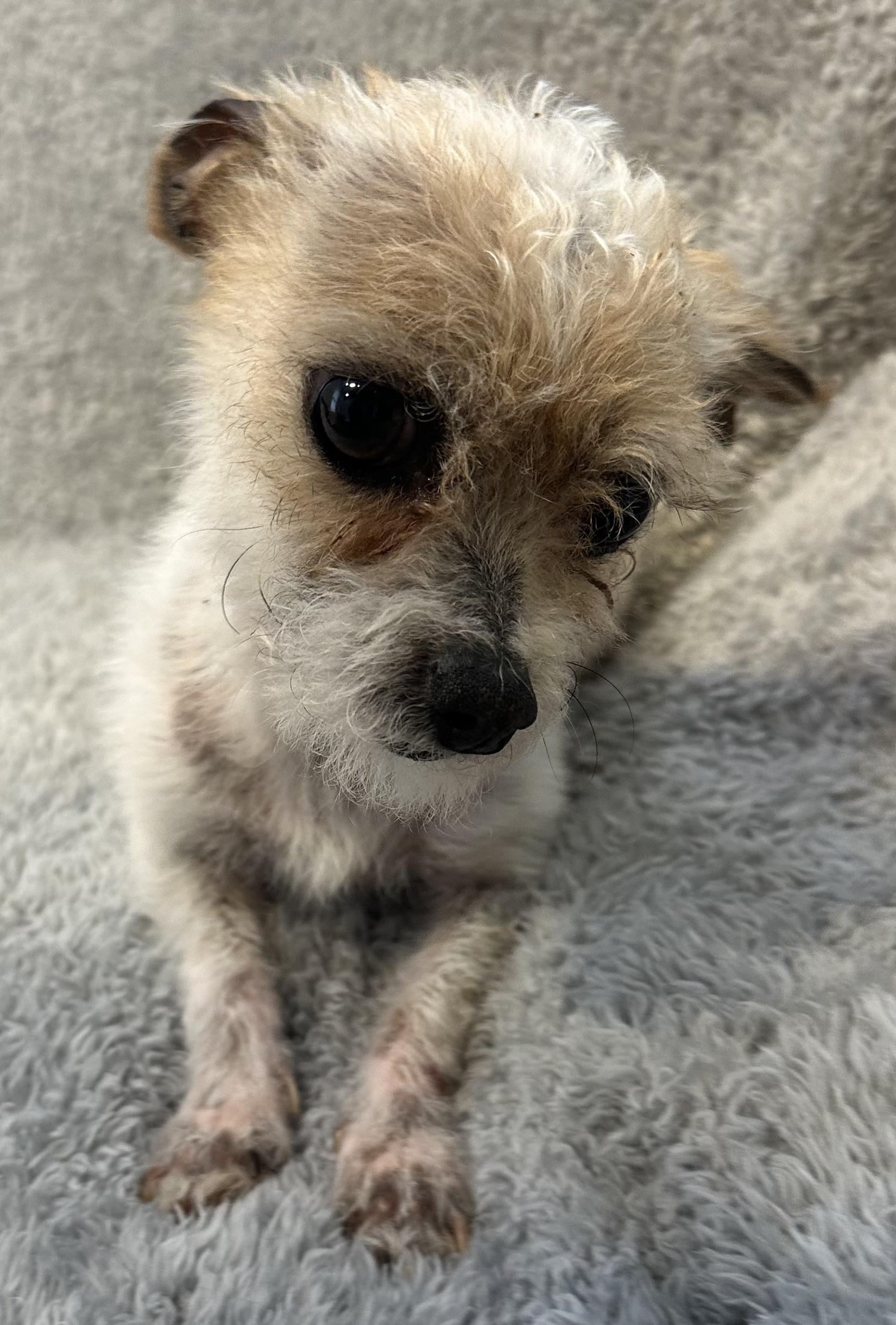 Little Dude, ADOPTABLE, Young Male Chihuahua & Poodle (Toy).