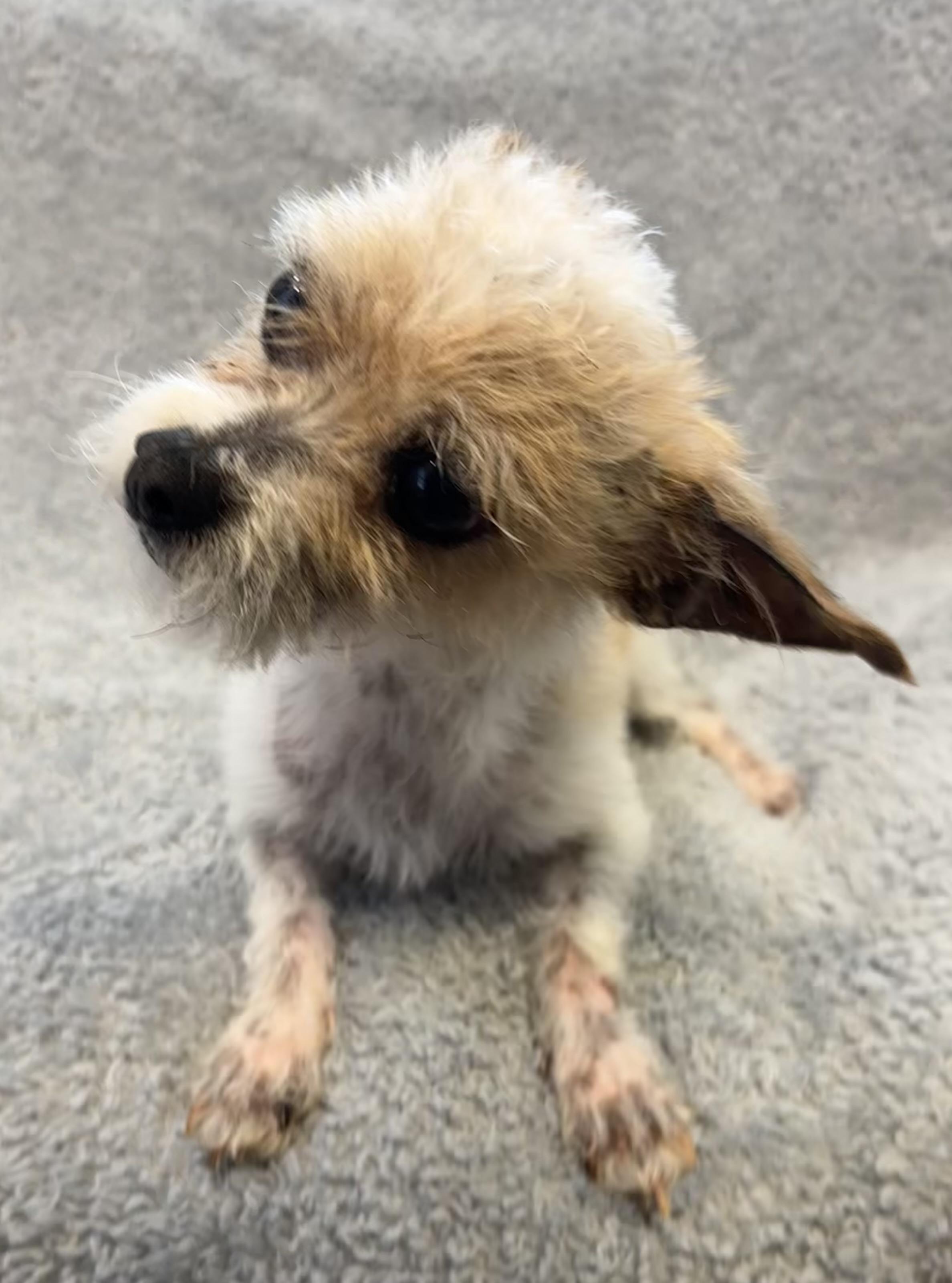 Enlarge Little Dude, a ADOPTABLE mixed breed in Lawrenceville, GA image 4/6