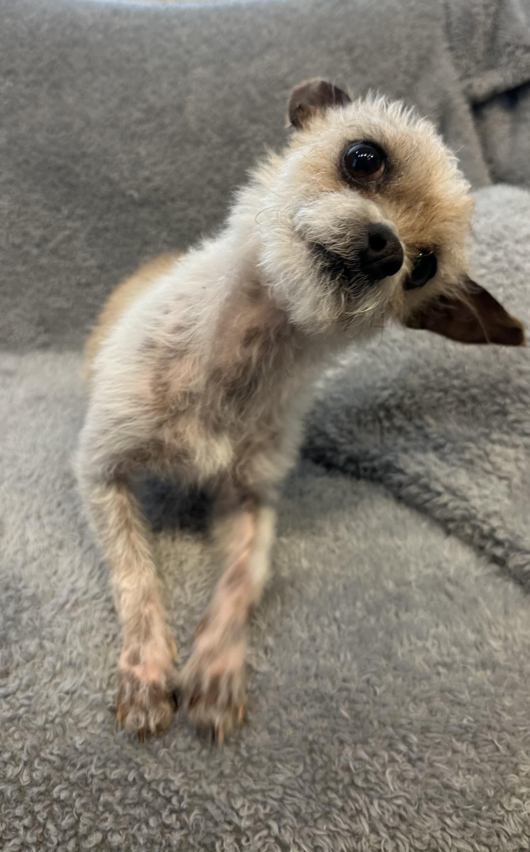 Enlarge Little Dude, a ADOPTABLE mixed breed in Lawrenceville, GA image 2/6