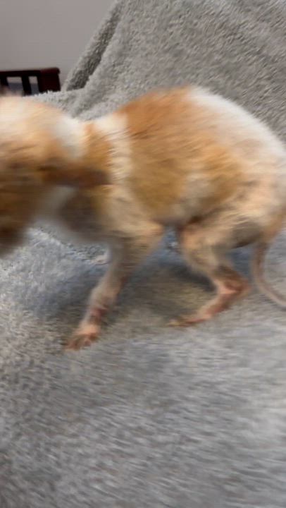 Enlarge Little Dude, a ADOPTABLE mixed breed in Lawrenceville, GA video 5/6