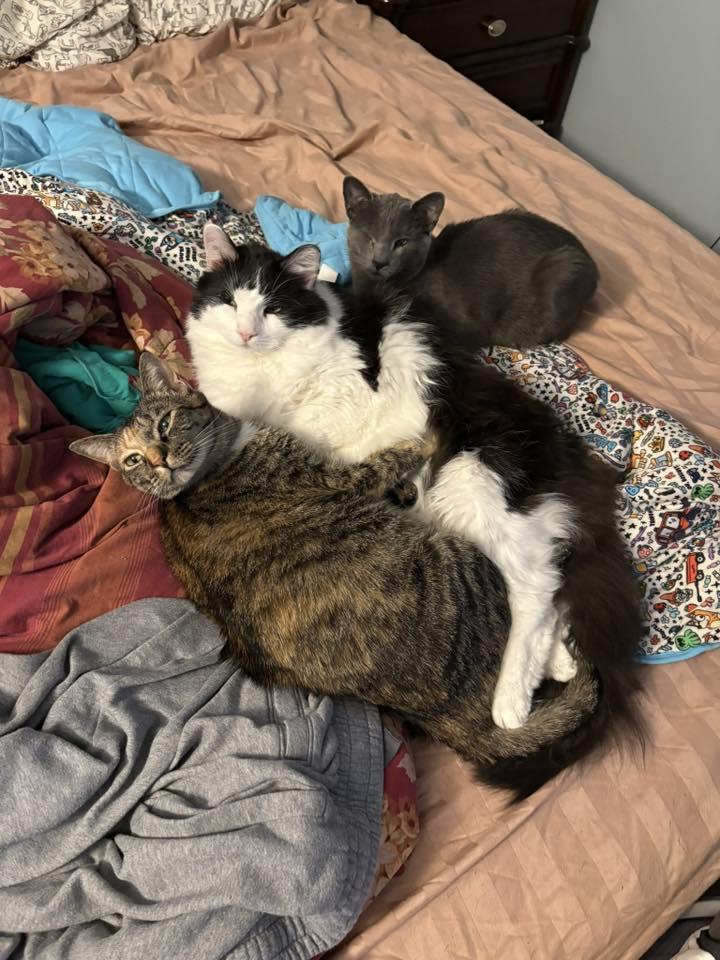 Enlarge Weerwoof, a Adoptable Domestic Short Hair in Jarrettsville, MD image 1/3