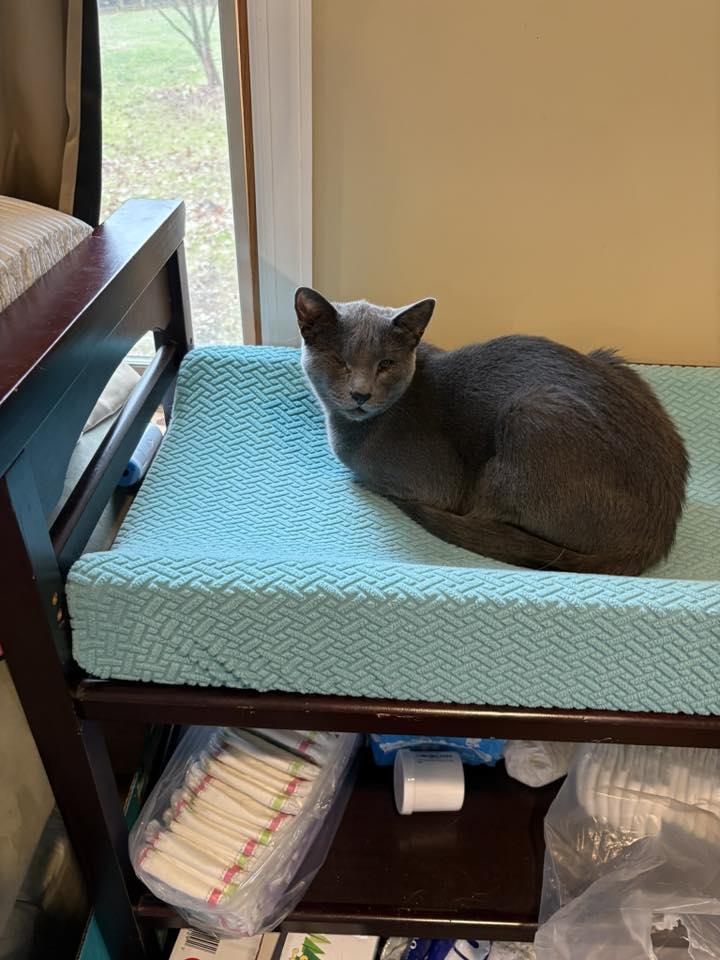 Weerwoof, Adoptable, Adult Male Domestic Short Hair.