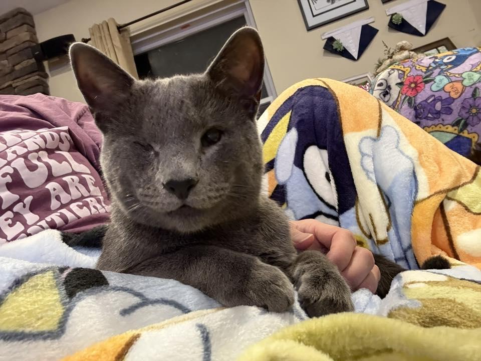 Enlarge Weerwoof, a Adoptable Domestic Short Hair in Jarrettsville, MD image 3/3