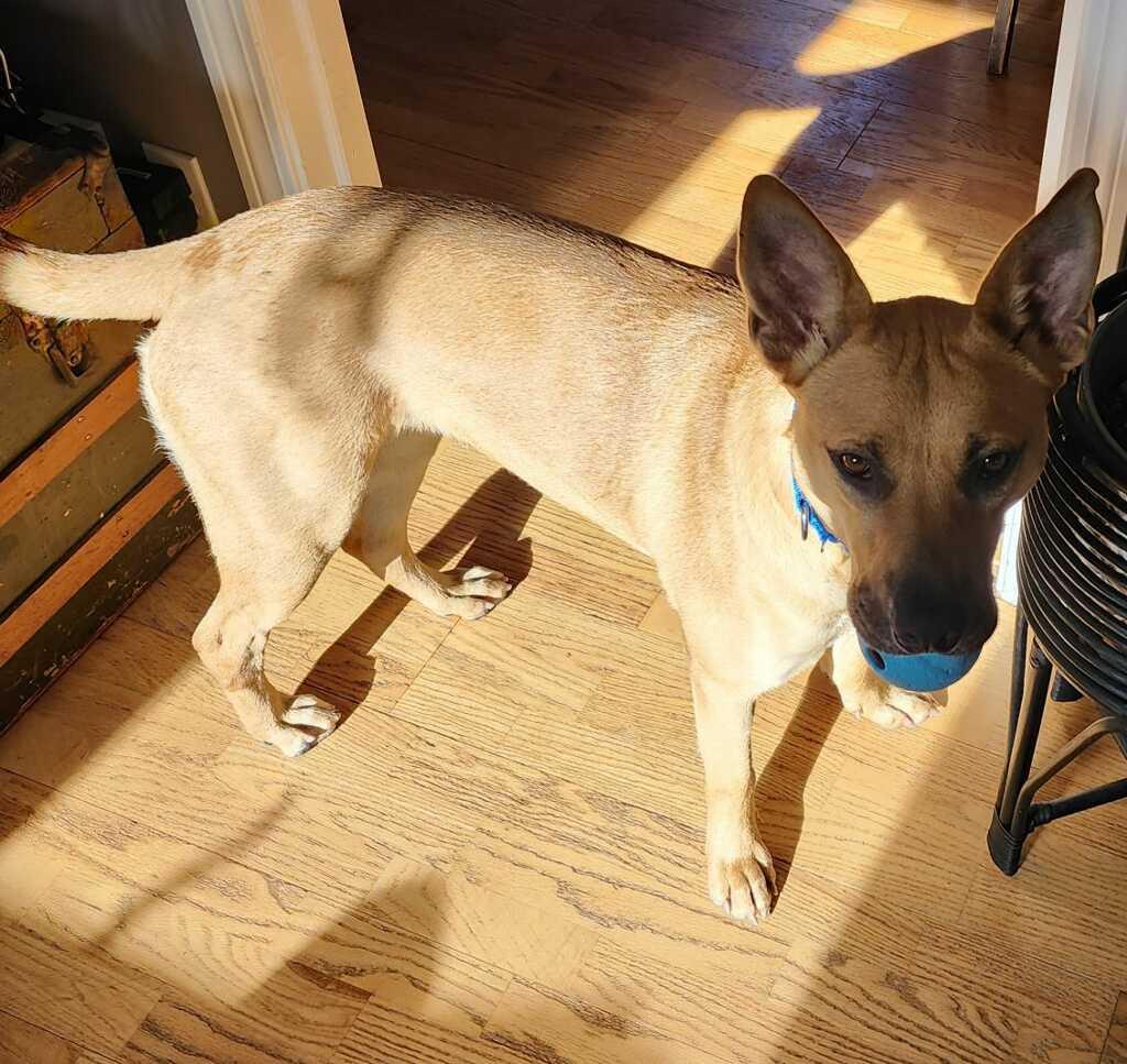 Nini, ADOPTABLE, Young Female German Shepherd Dog.