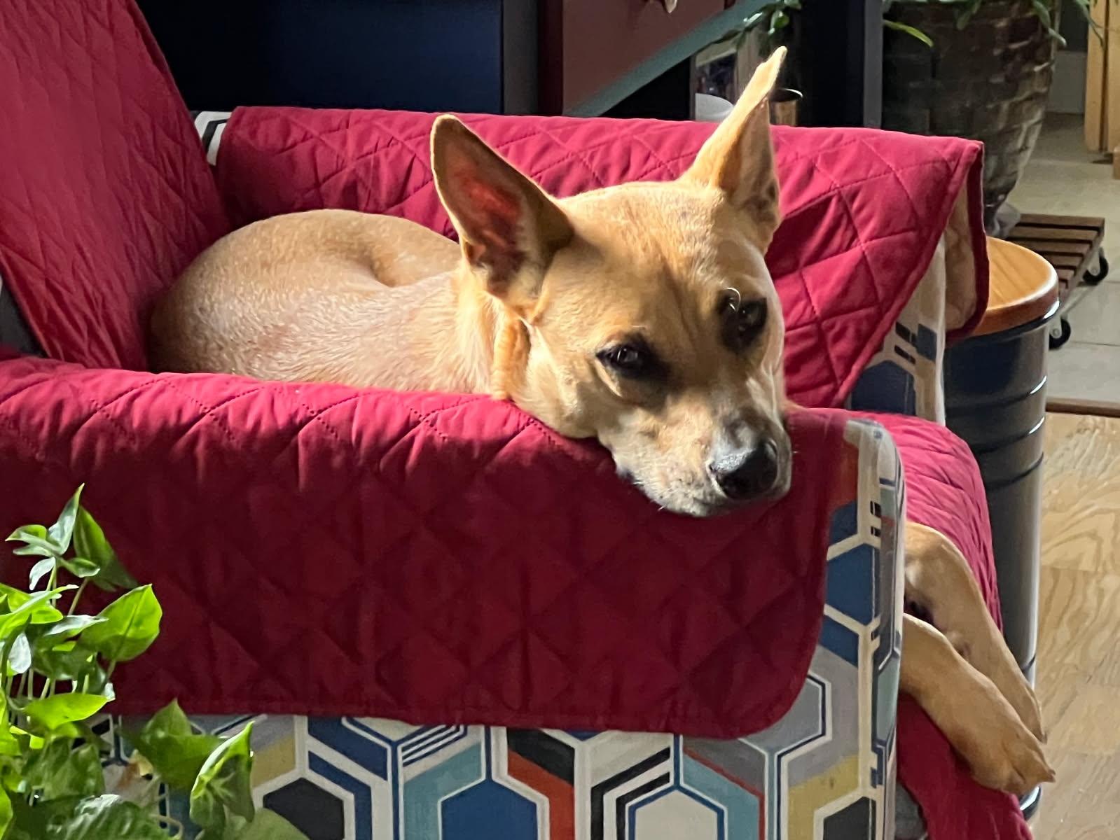 Enlarge Nini, a ADOPTABLE mixed breed in West Haven, CT image 3/4