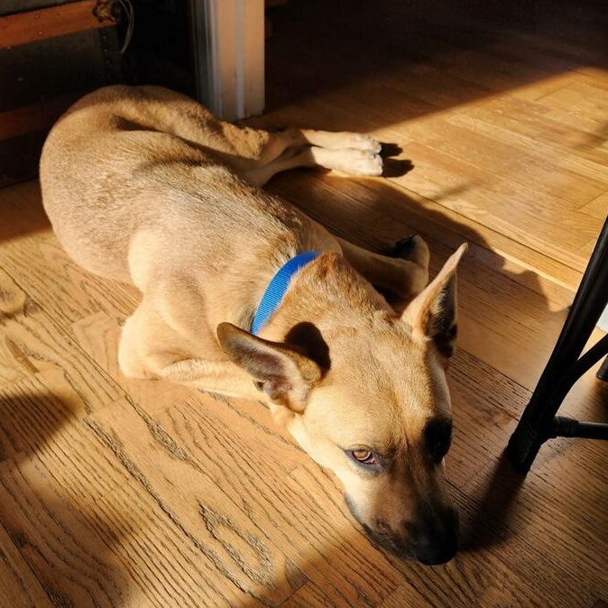 Enlarge Nini, a ADOPTABLE mixed breed in West Haven, CT image 2/4