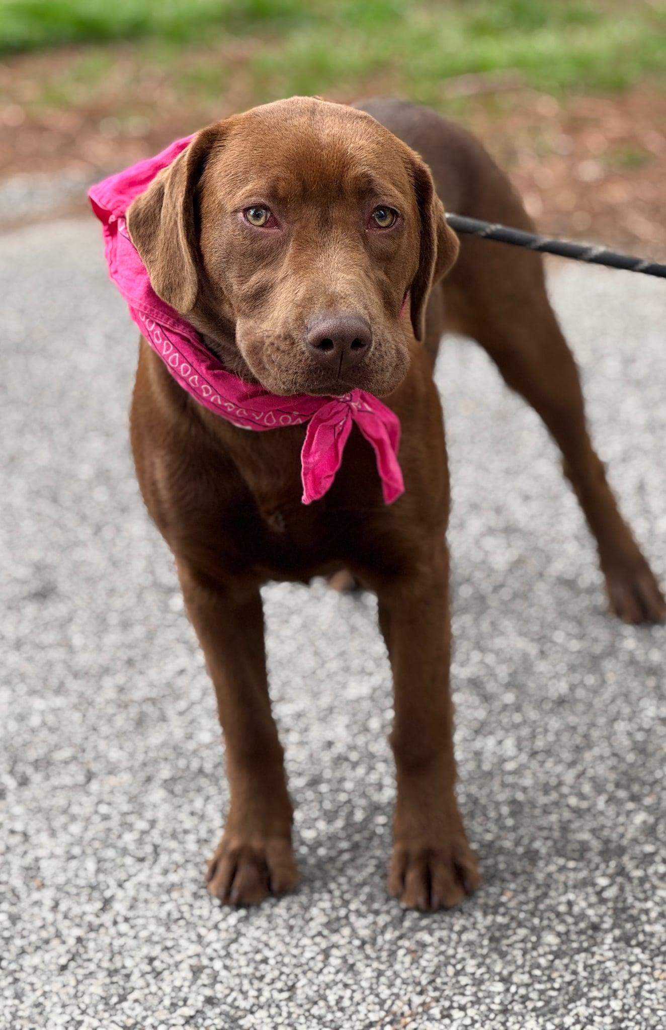 Enlarge Molly, a ADOPTABLE mixed breed in Sumter, SC image 2/2